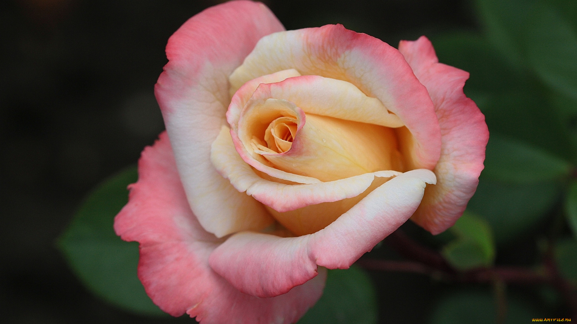 цветы, розы, красавица, макро