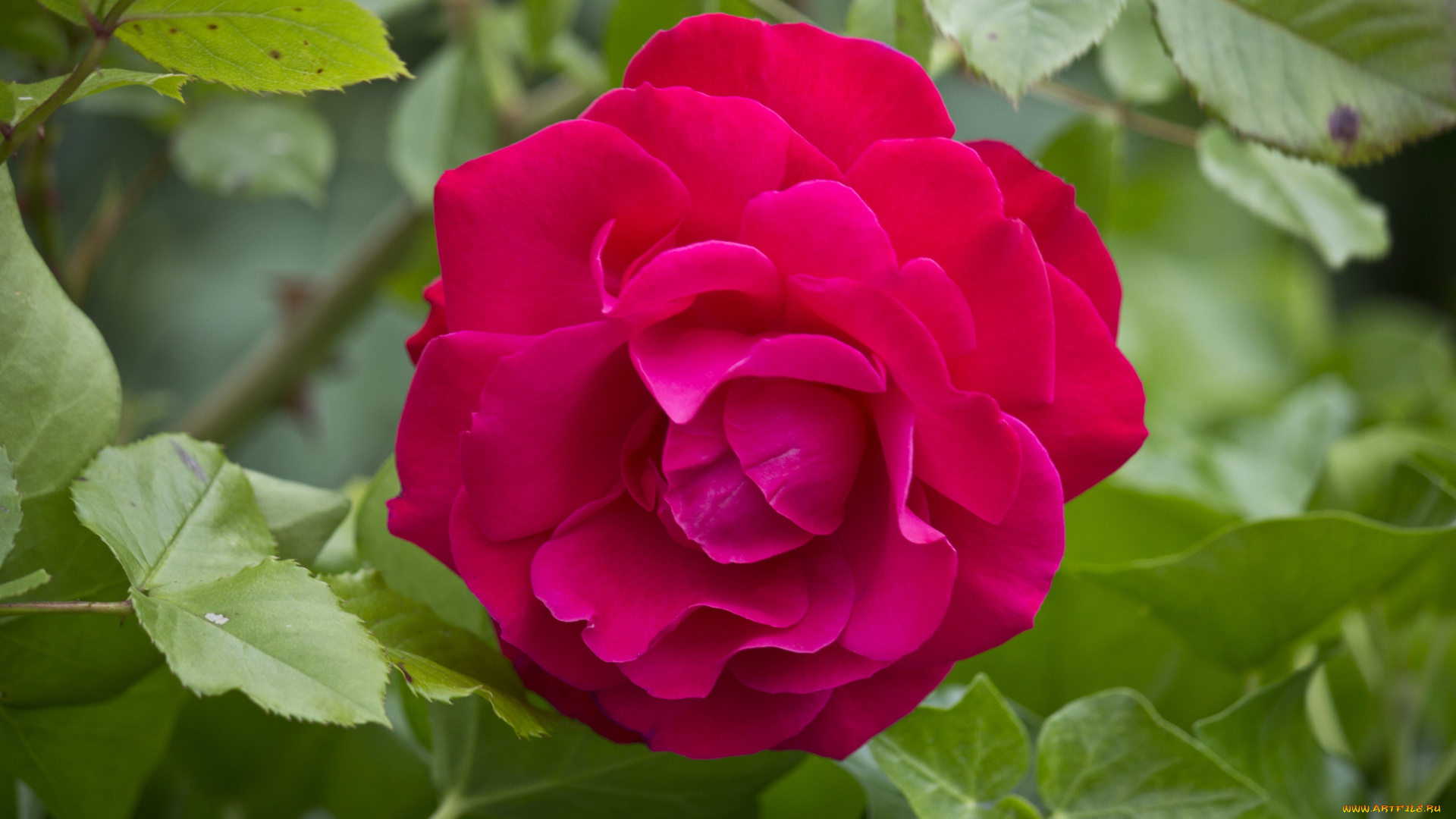 цветы, розы, листья, макро