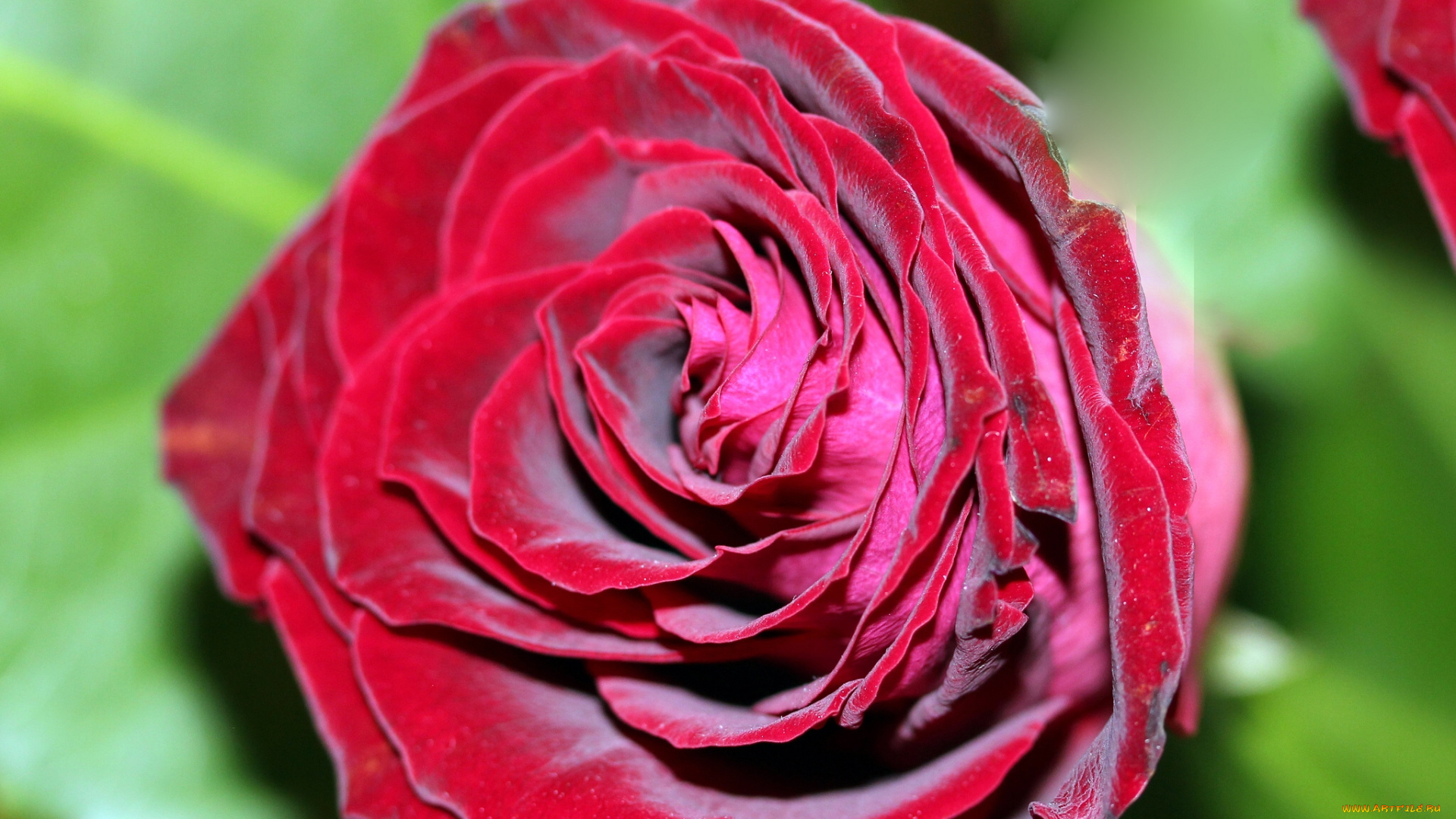 цветы, розы, макро, бутон