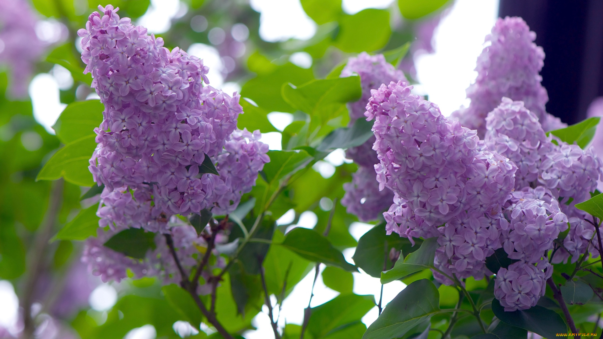 цветы, сирень, гроздья, нежность