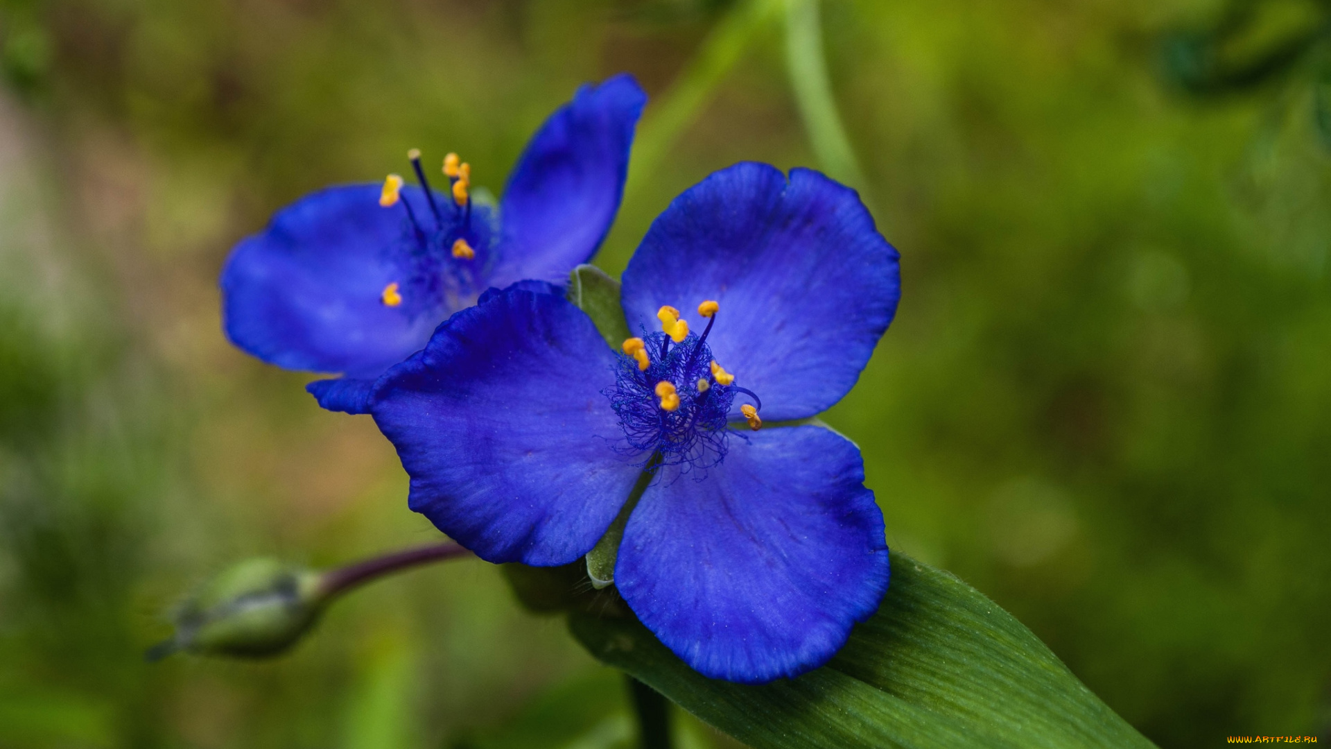 цветы, традесканции, синий, трилистник
