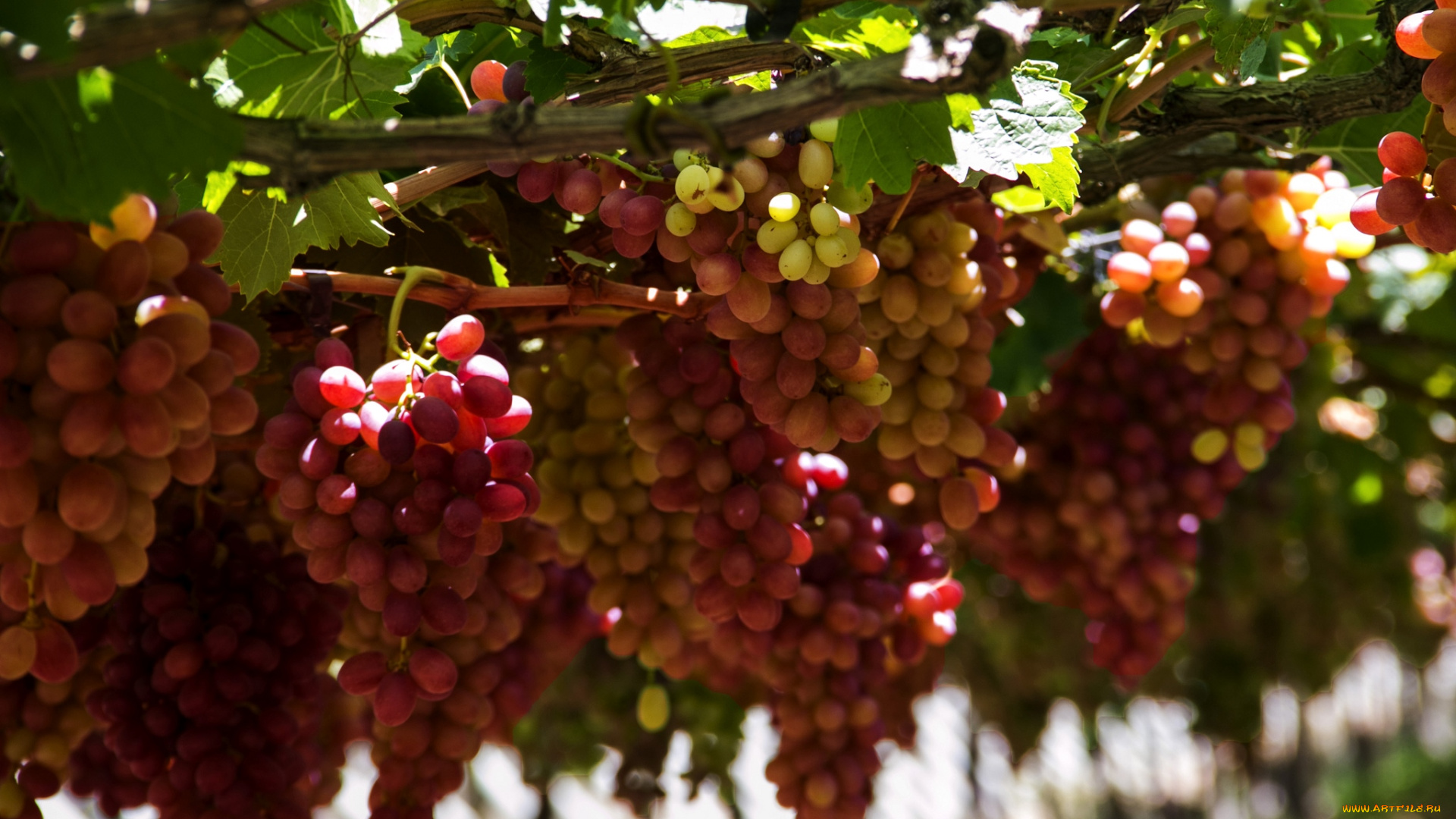 природа, Ягоды, виноград, гроздья, лоза