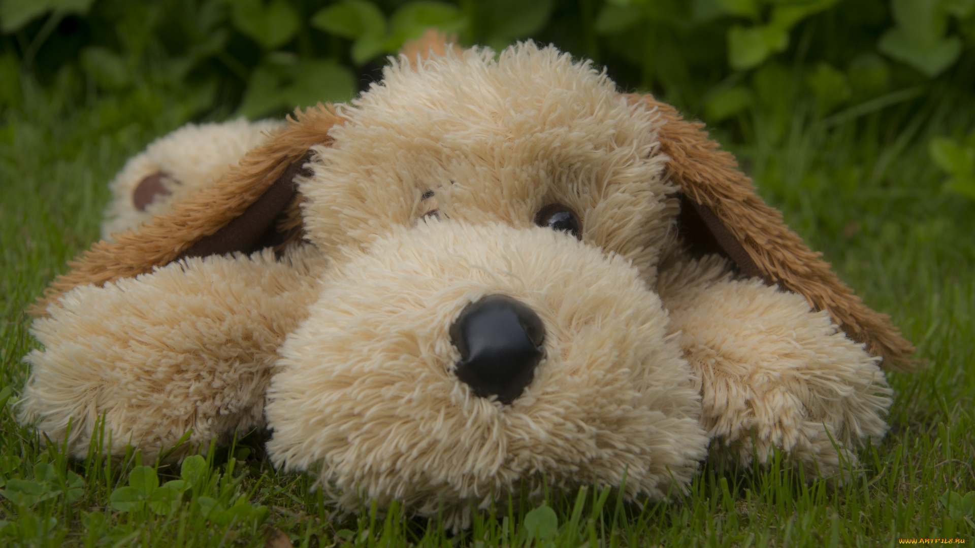 разное, игрушки, собака