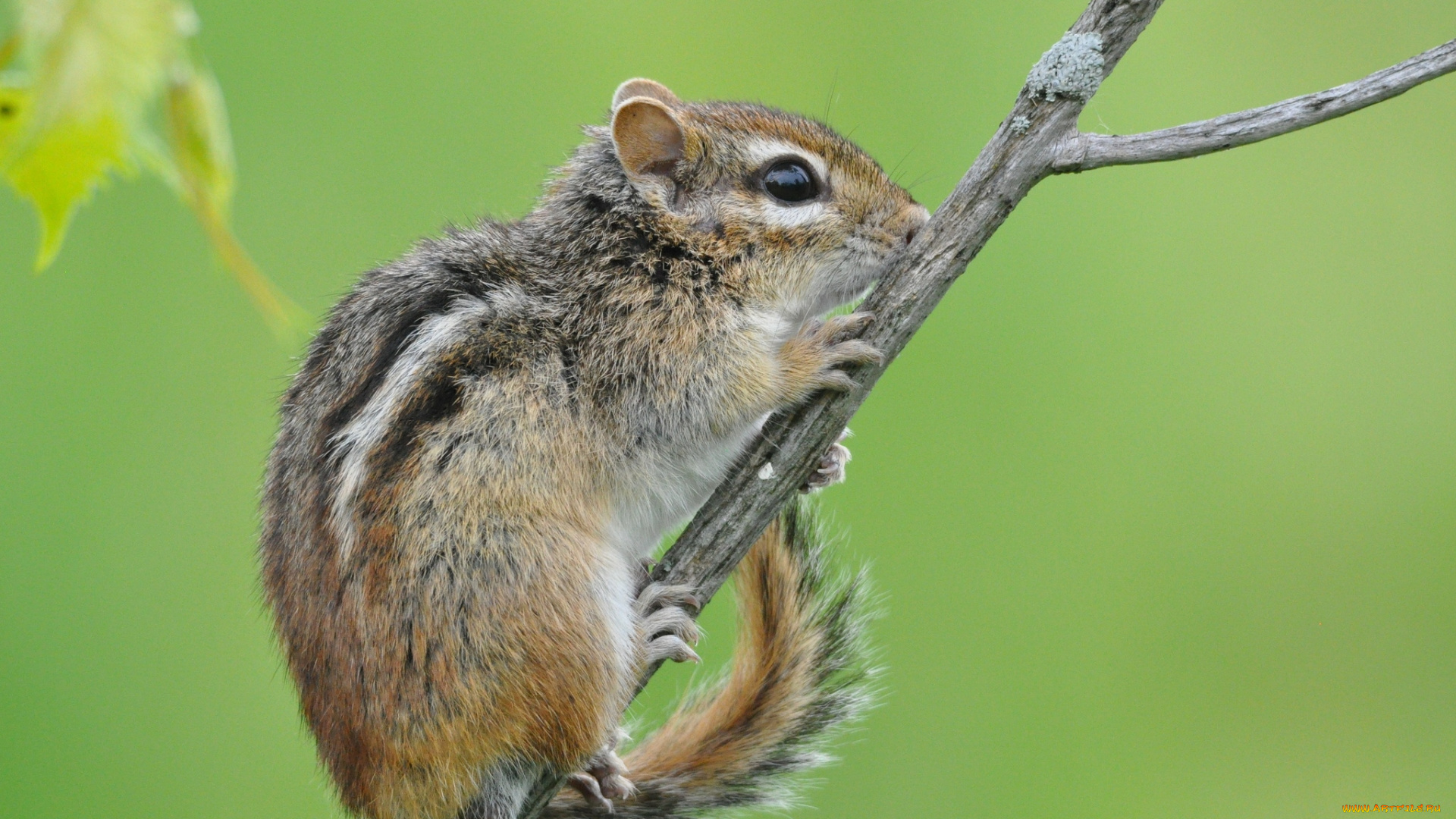 животные, бурундуки, кроха