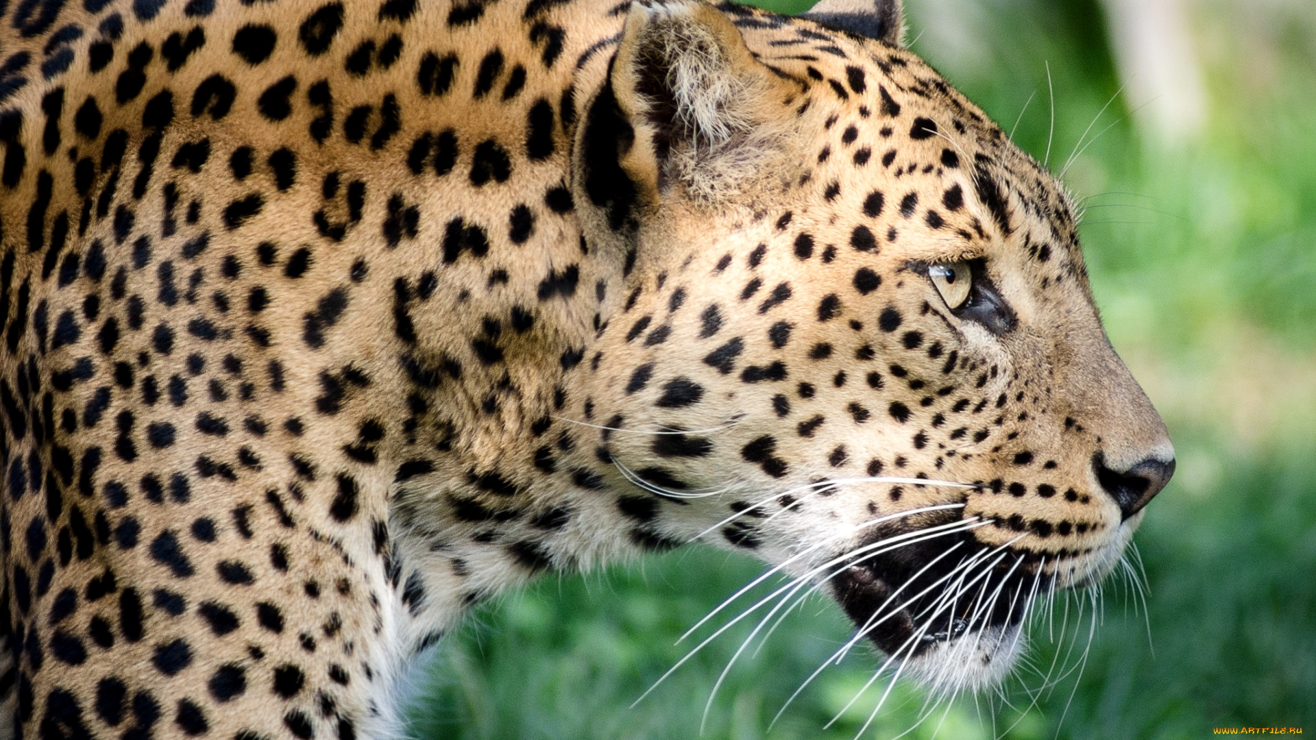 животные, леопарды, профиль