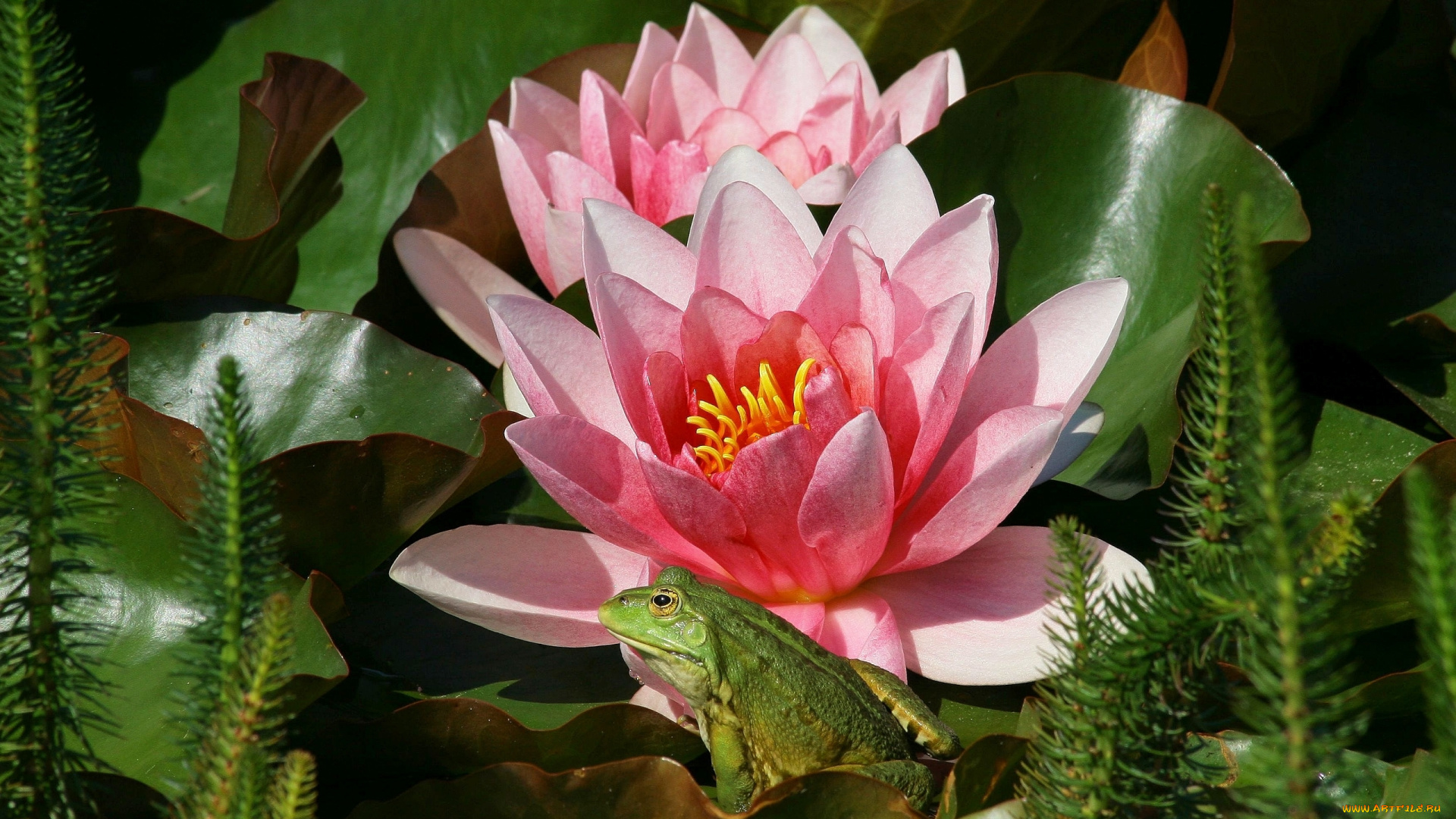 животные, лягушки, цветы, зеленая, лягушка