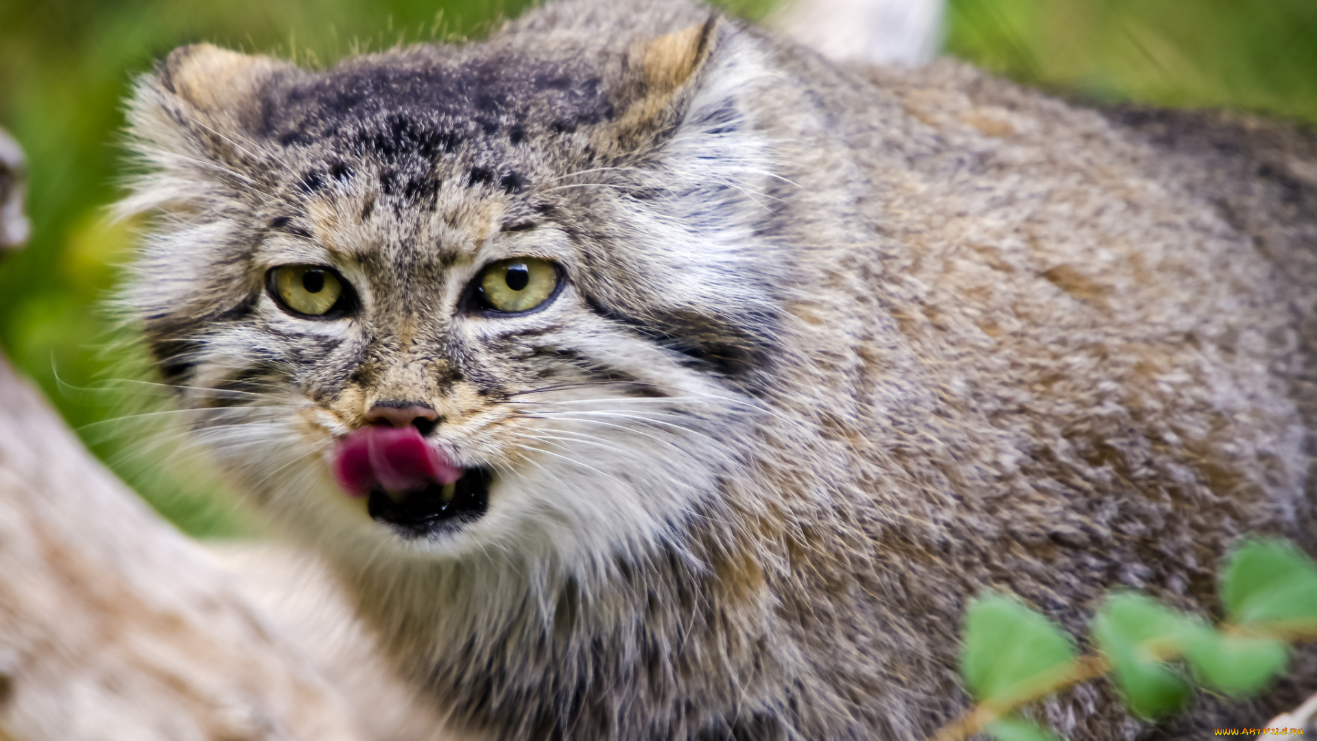 животные, манулы, кошка