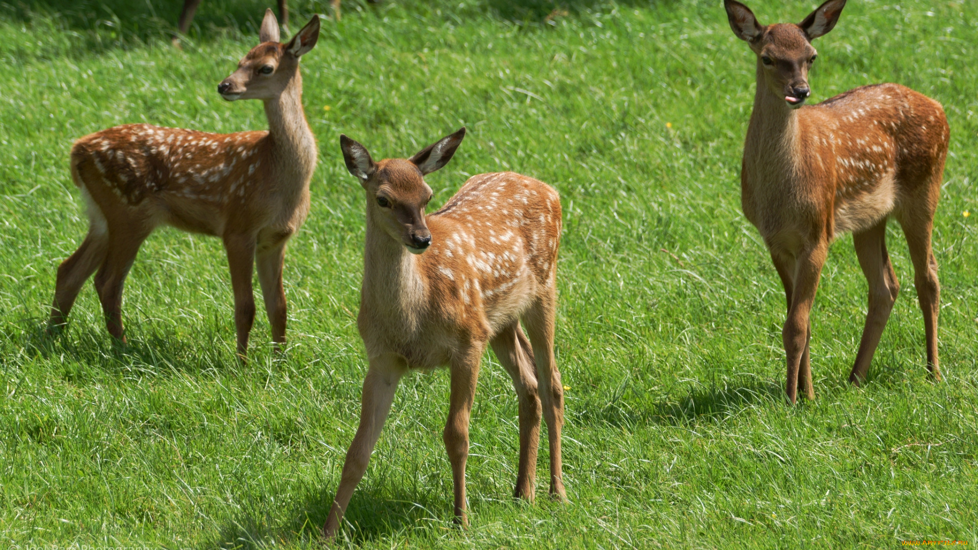 животные, олени, малыши
