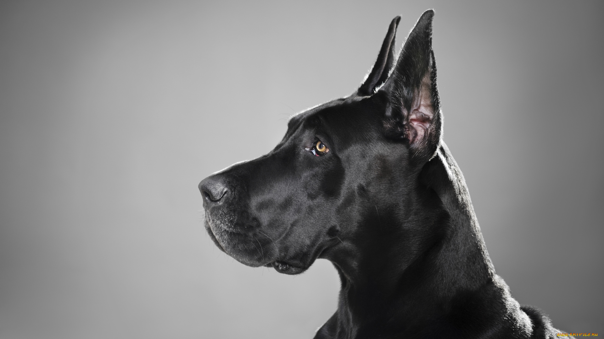 животные, собаки, немецкий, дог, черный, профиль