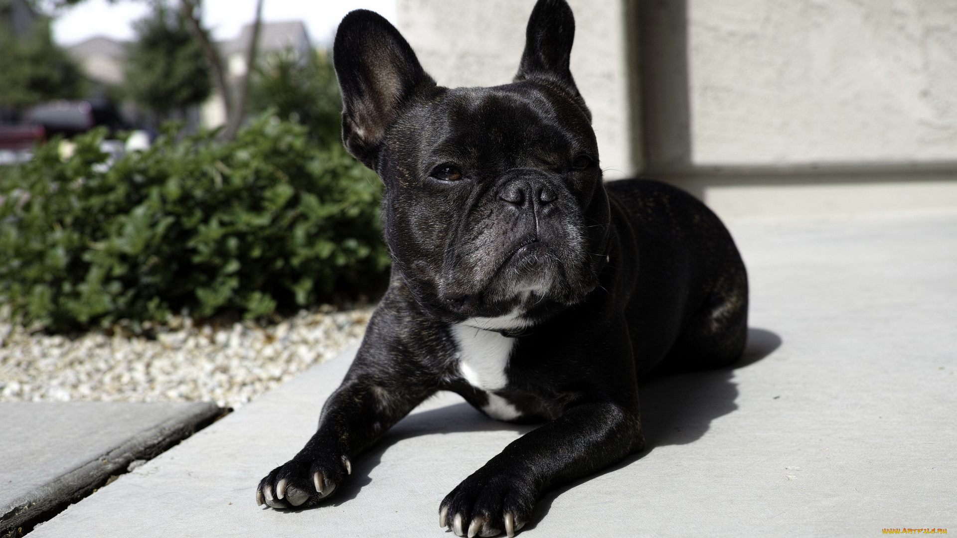 животные, собаки, собака, bulldog