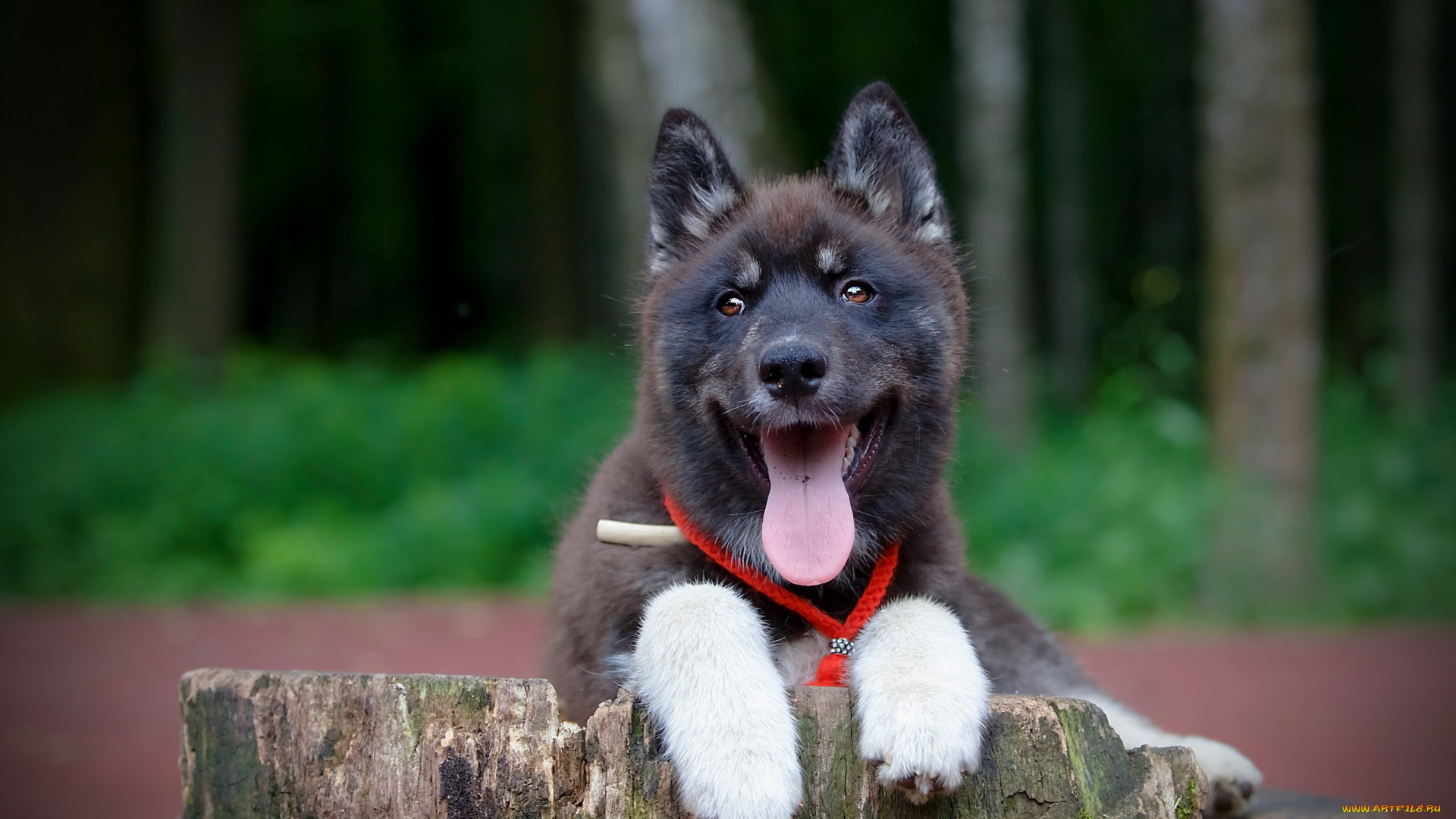 животные, собаки, взгляд, язык, пень