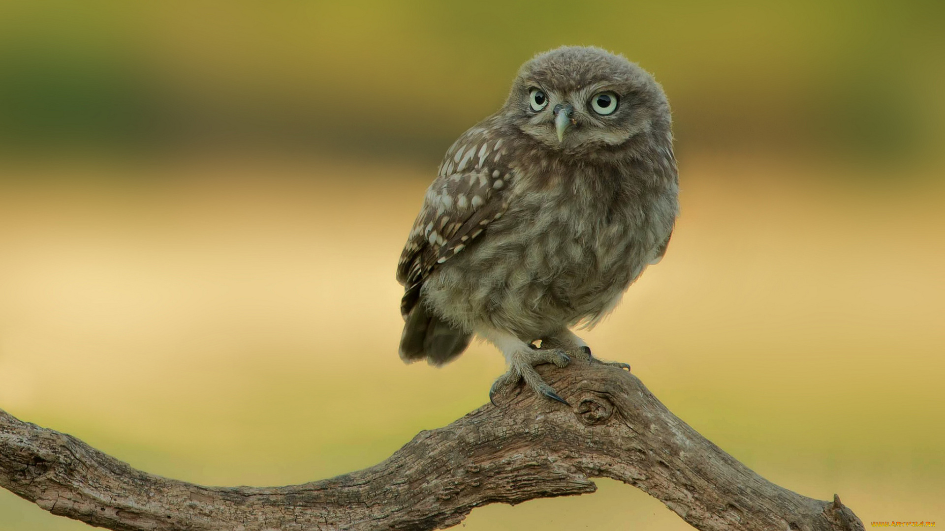 животные, совы, сыч, ветка