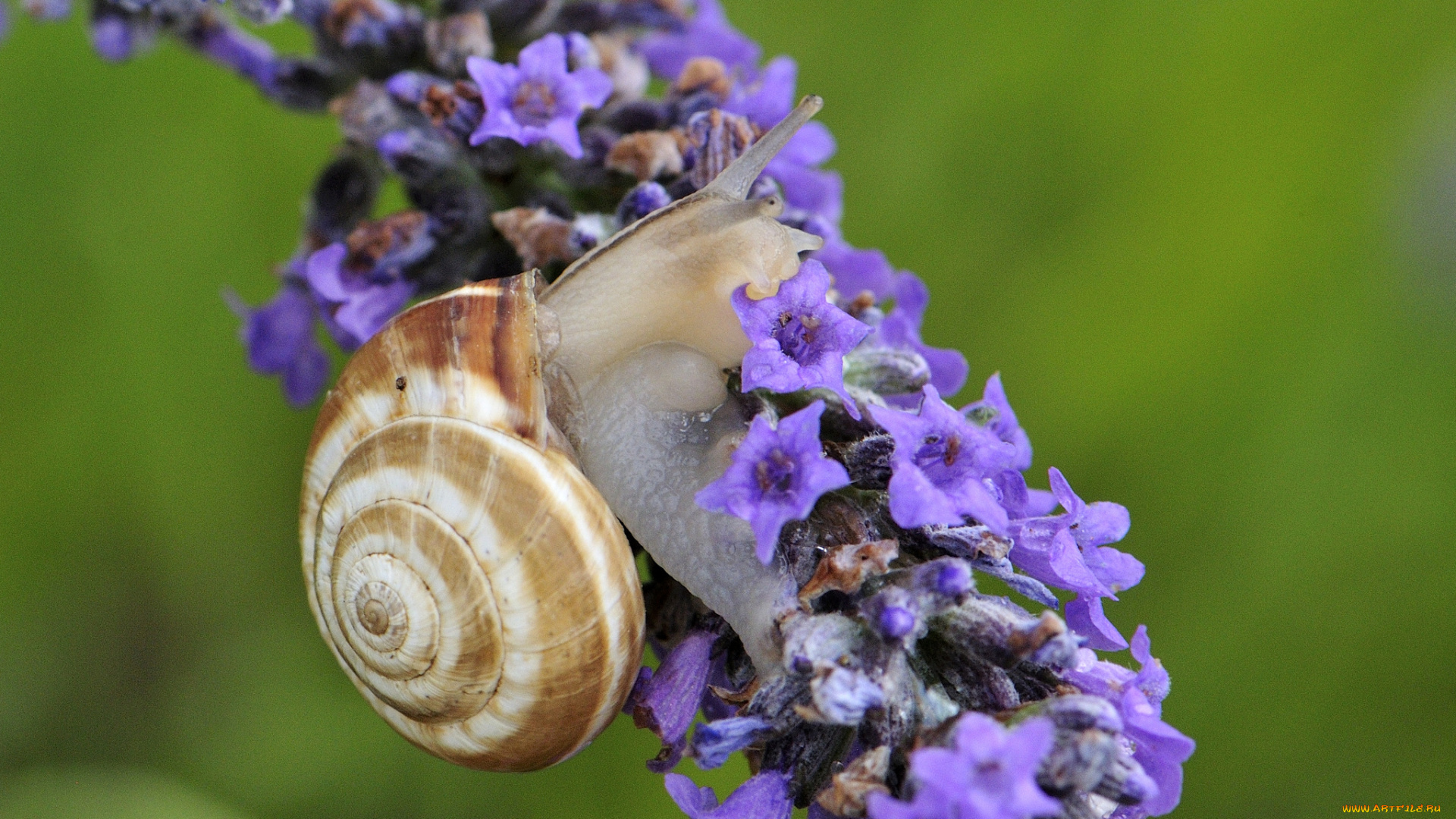 животные, улитки, цветок, макро, лаванда