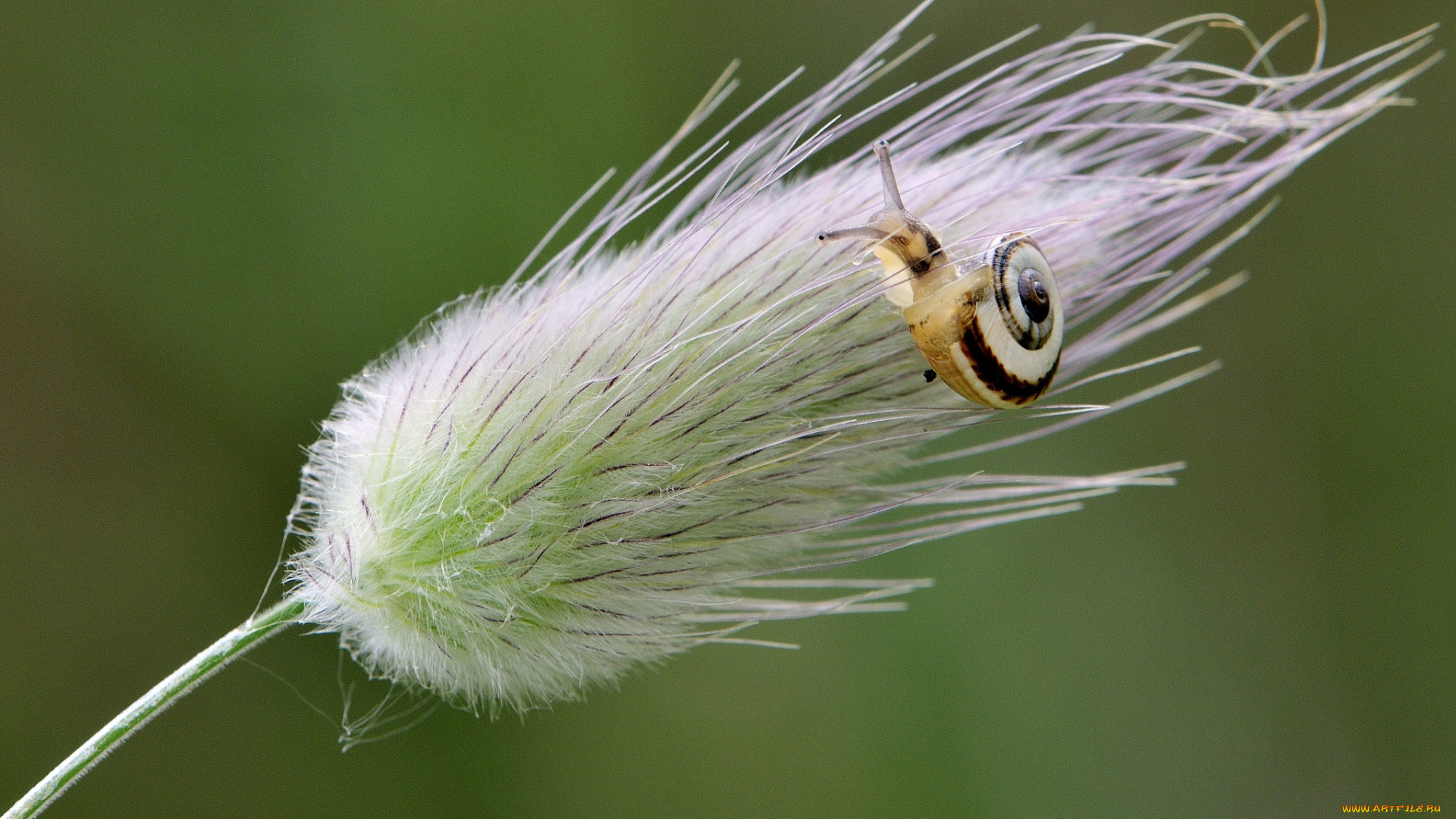 животные, улитки, травинка, макро