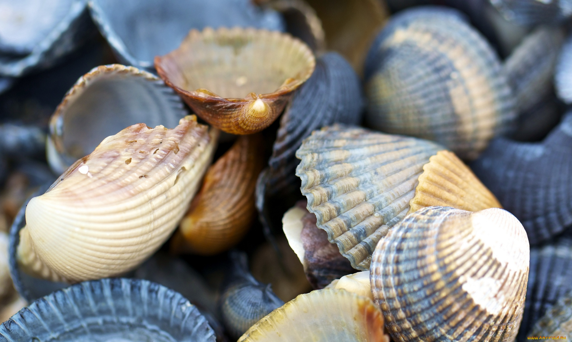 разное, ракушки, кораллы, декоративные, spa, камни