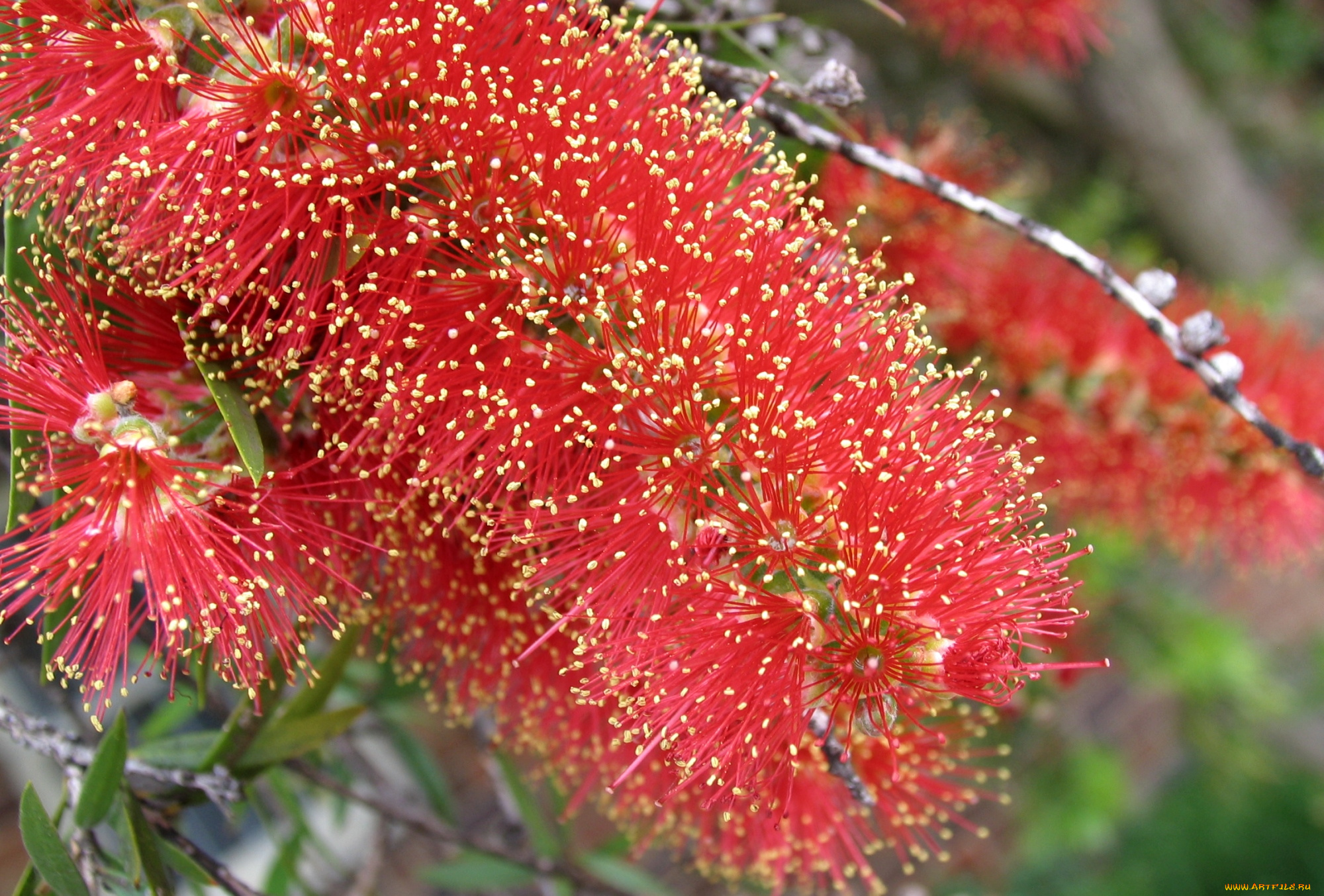 цветы, каллистемон, ершик