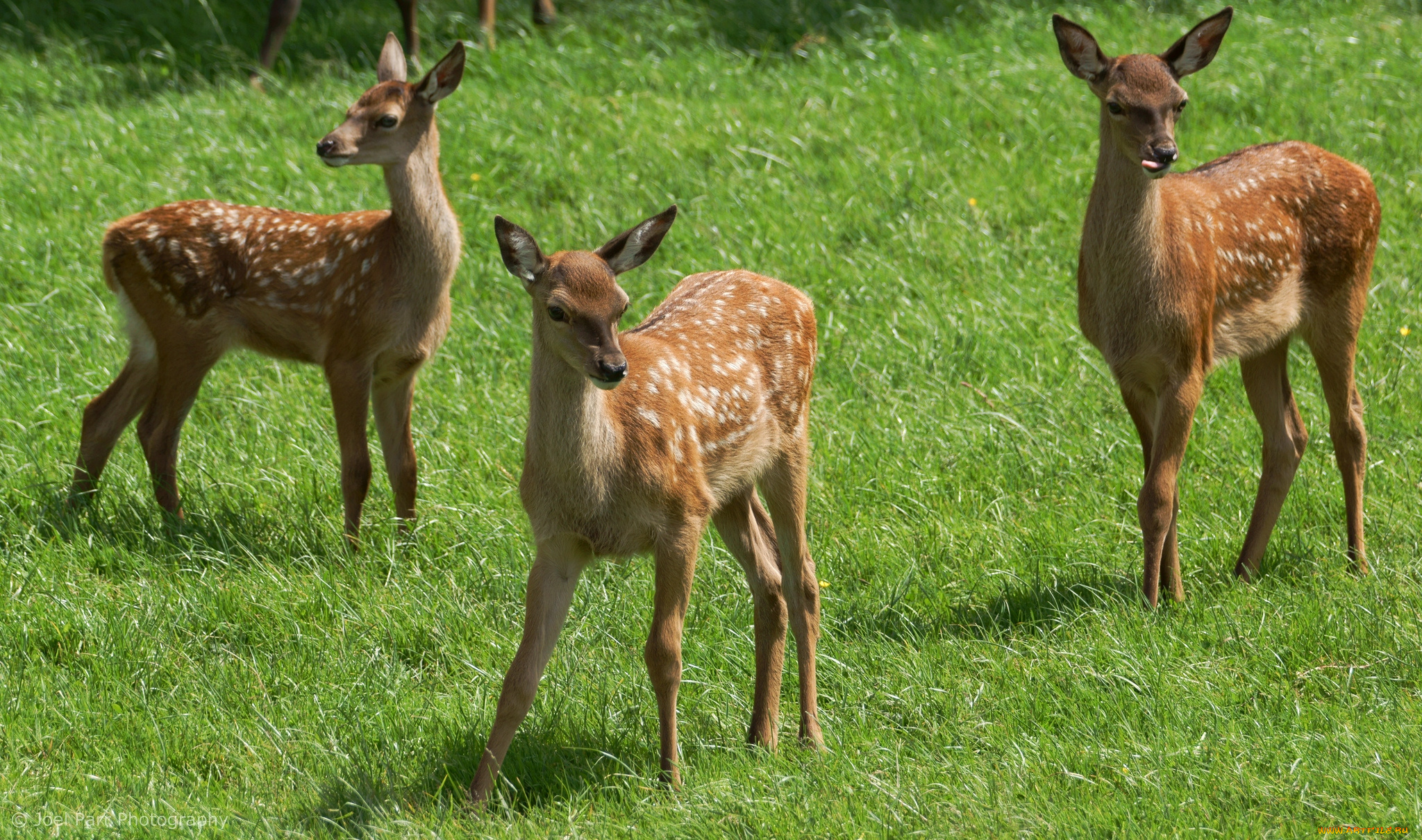 животные, олени, малыши