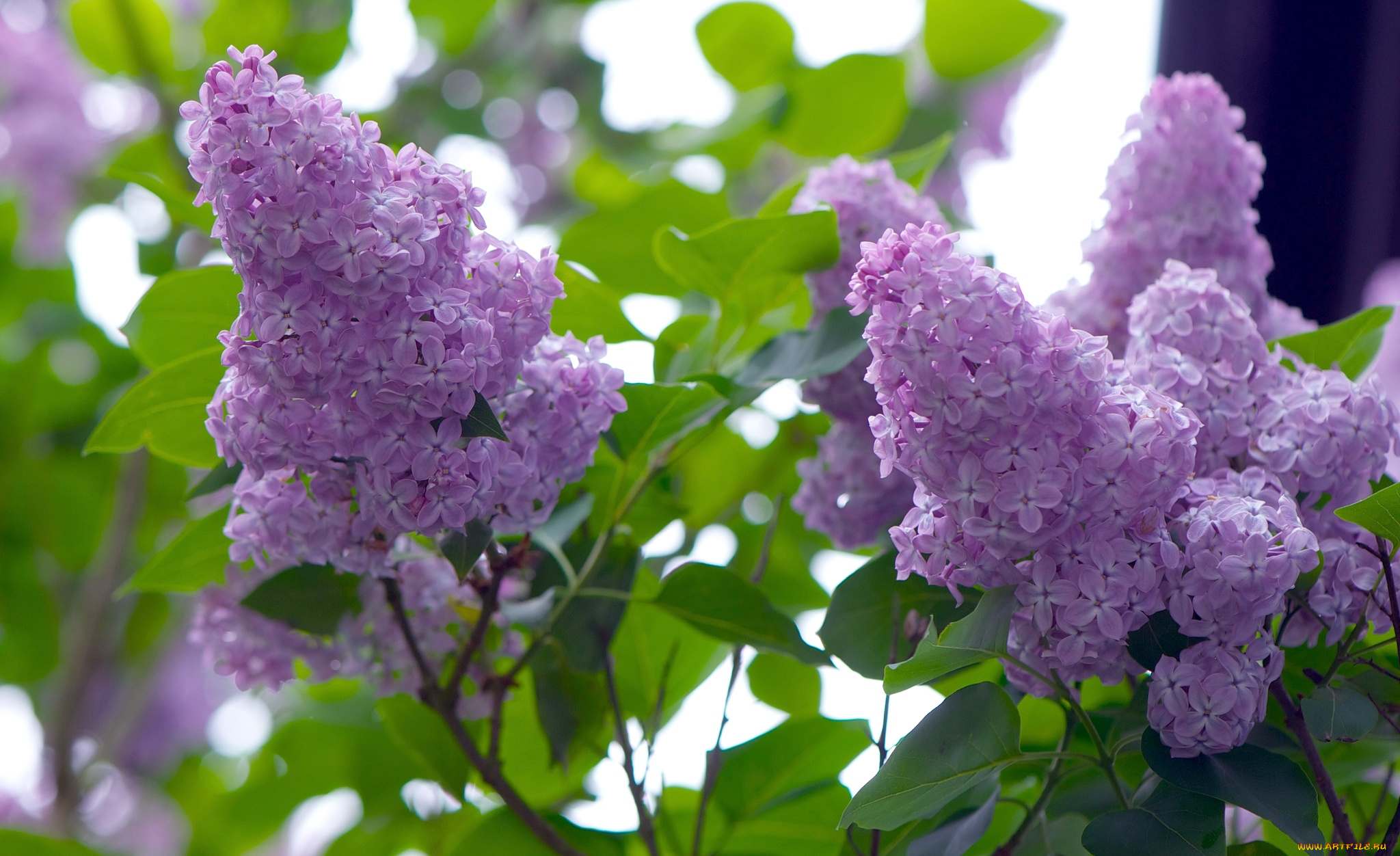 цветы, сирень, гроздья, нежность