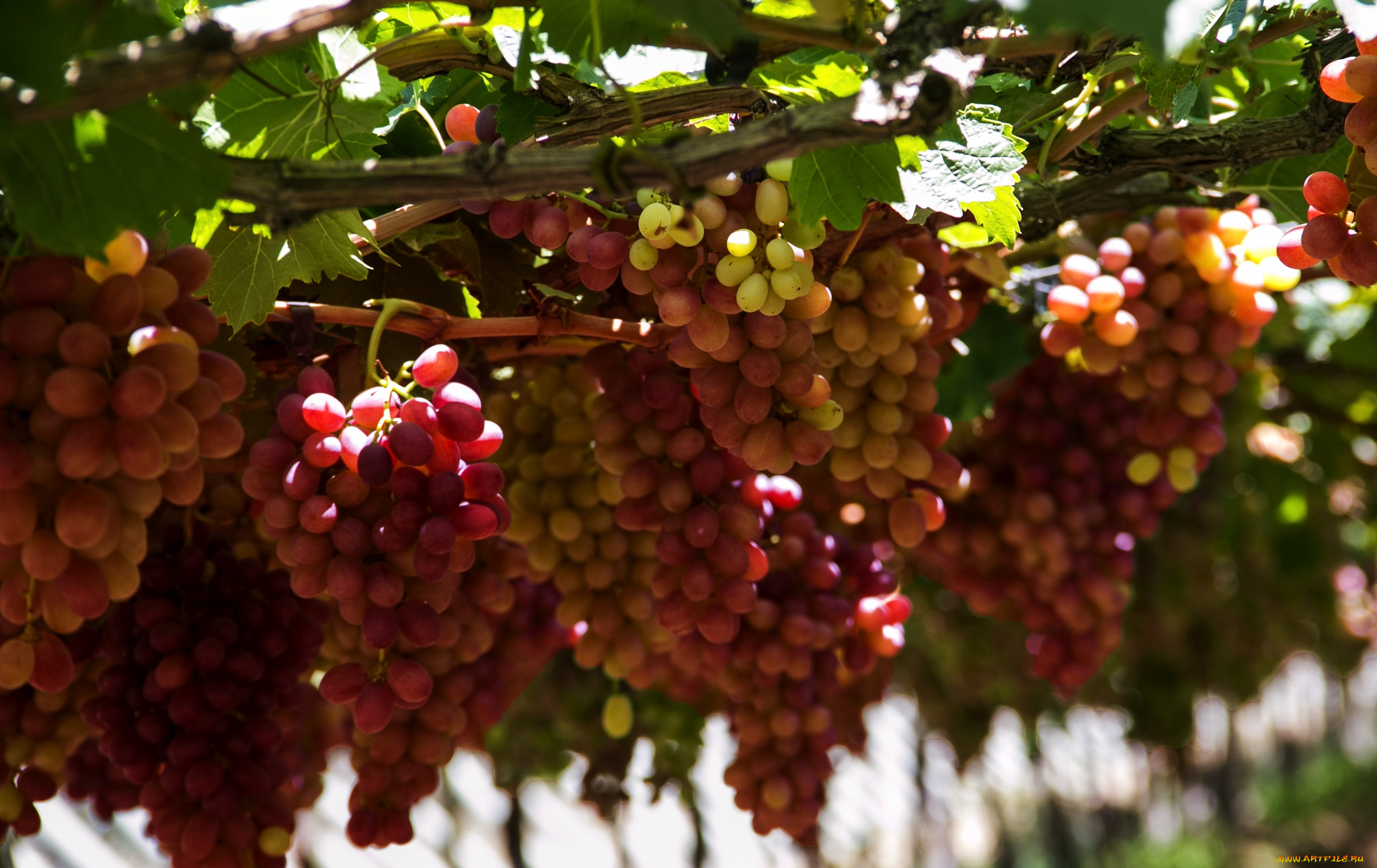 природа, Ягоды, виноград, гроздья, лоза