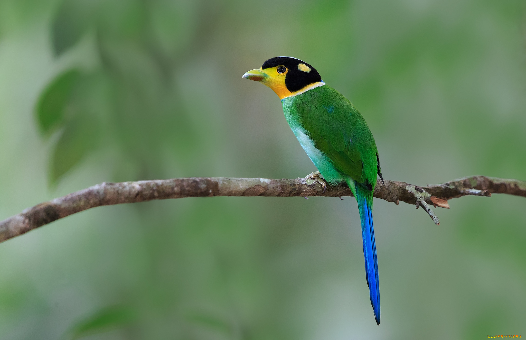 животные, птицы, экзотика