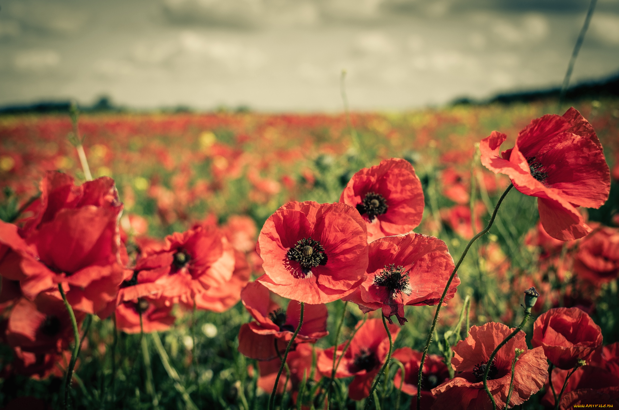 цветы, маки, луг, красота