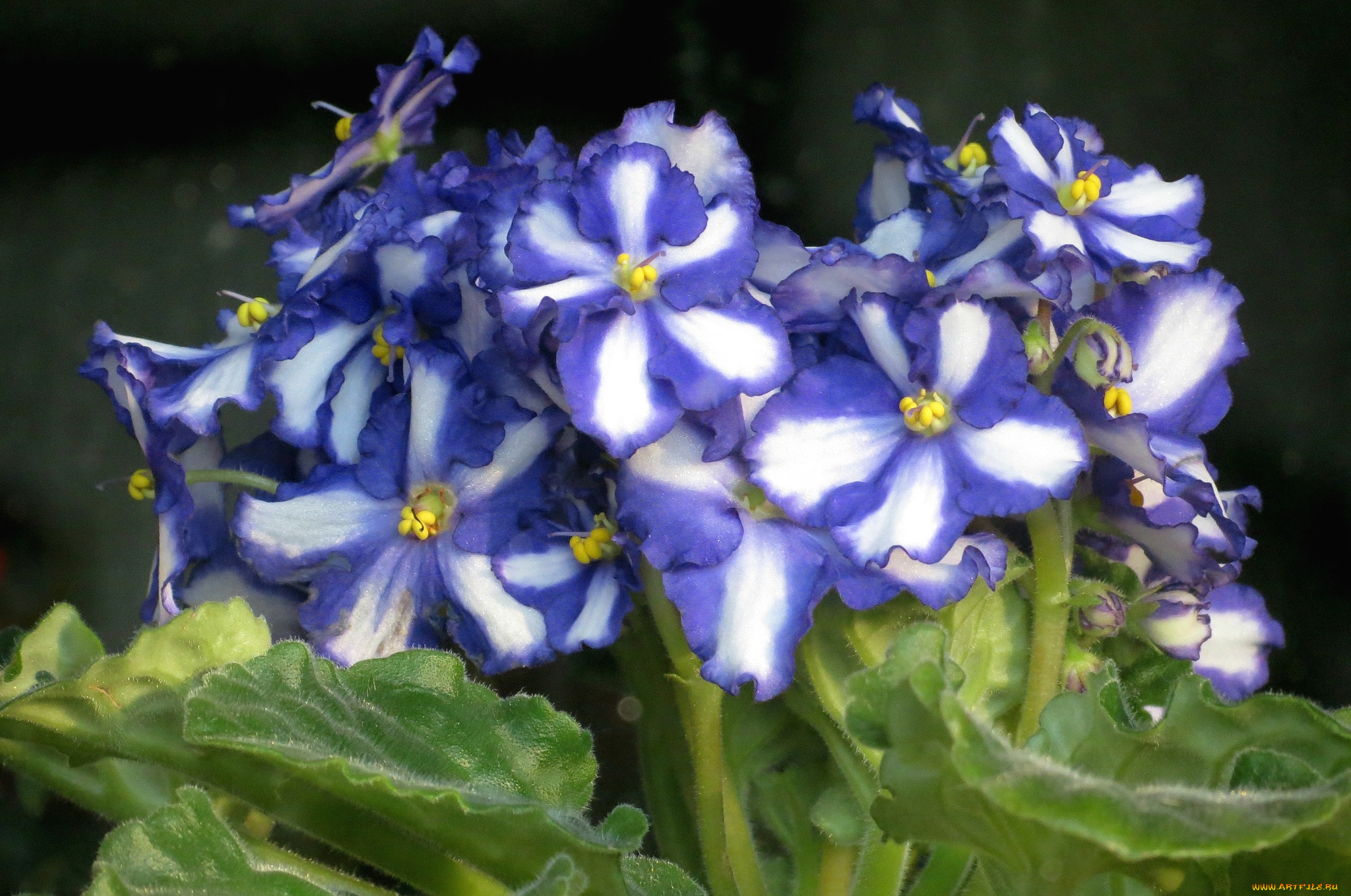 цветы, фиалки, африканская, фиалка, пестрый