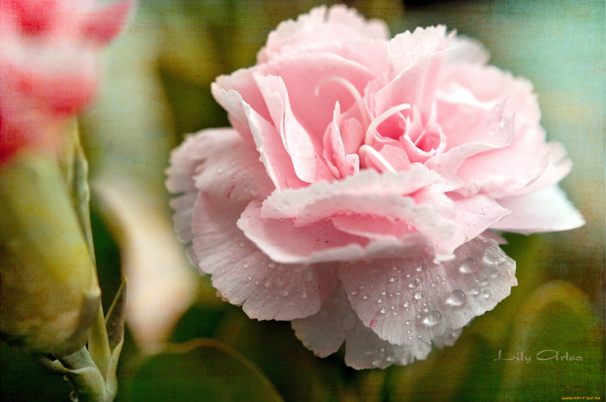 цветы, гвоздики, розовый