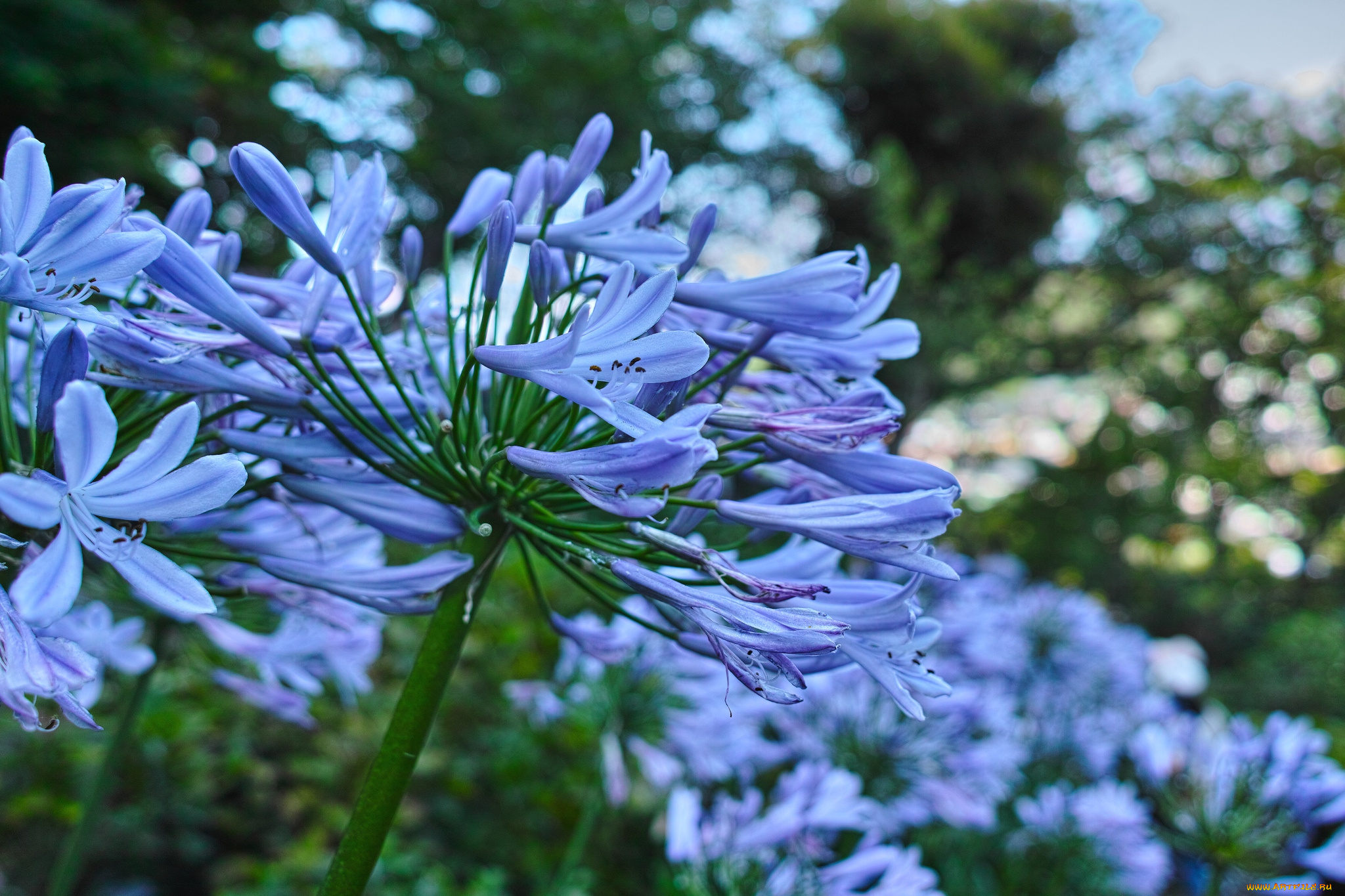 цветы, агапантус, африканская, лилия