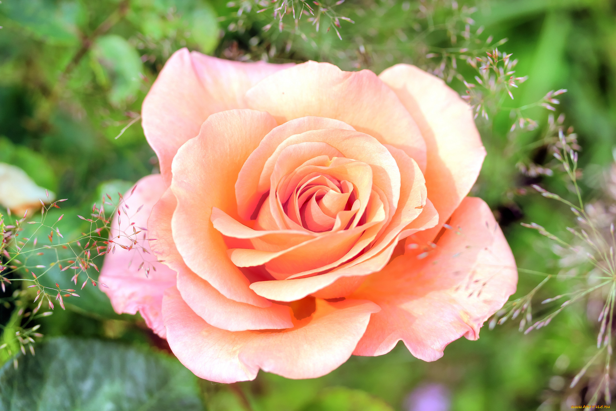 цветы, розы, бутон, макро