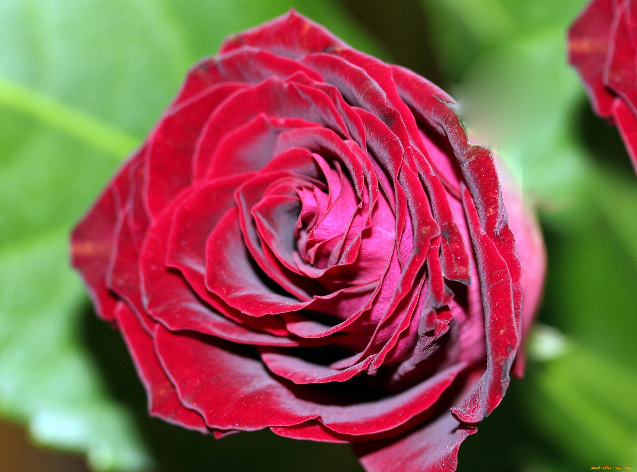 цветы, розы, макро, бутон