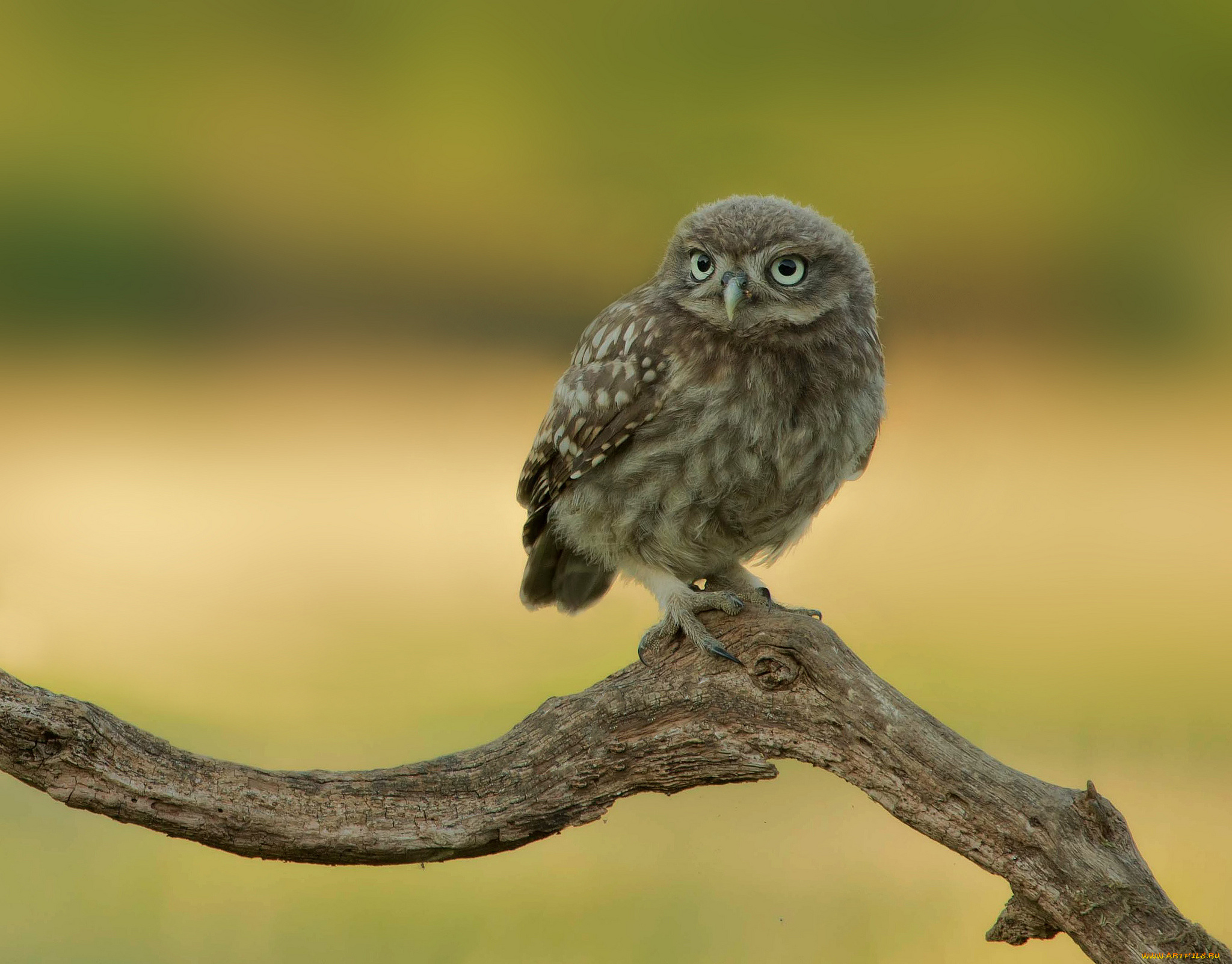животные, совы, сыч, ветка
