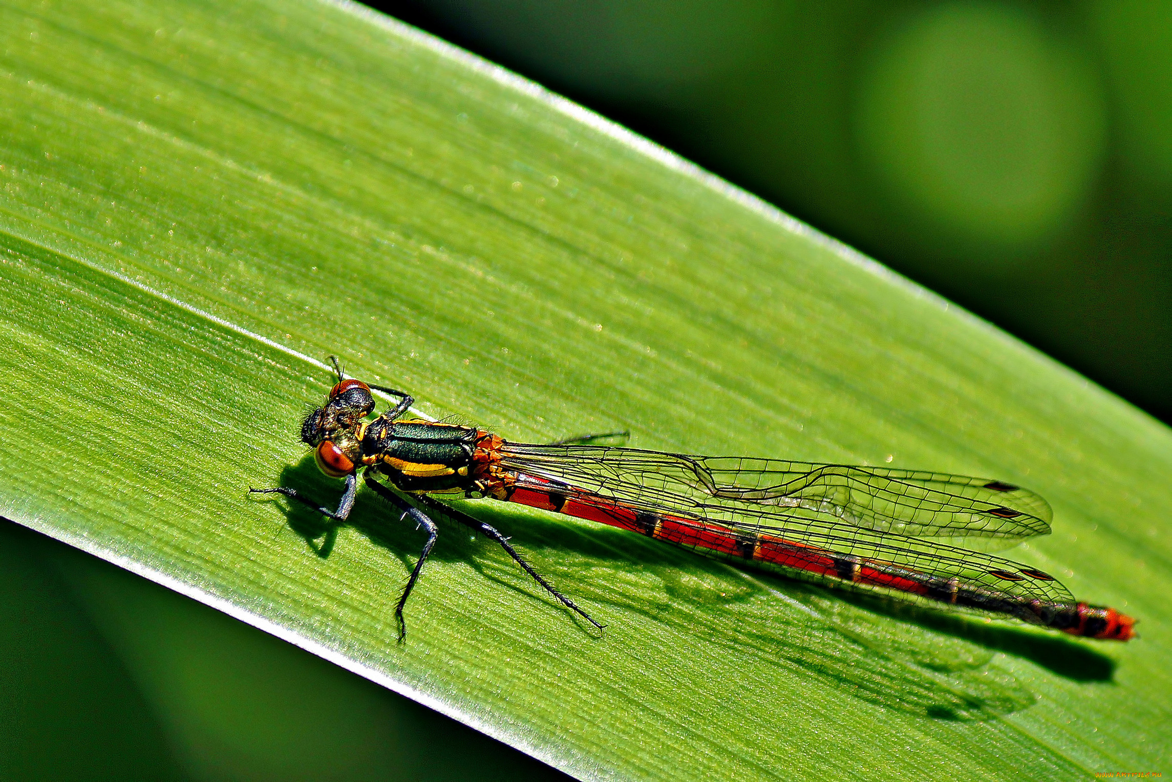 животные, стрекозы, лист, стрекоза