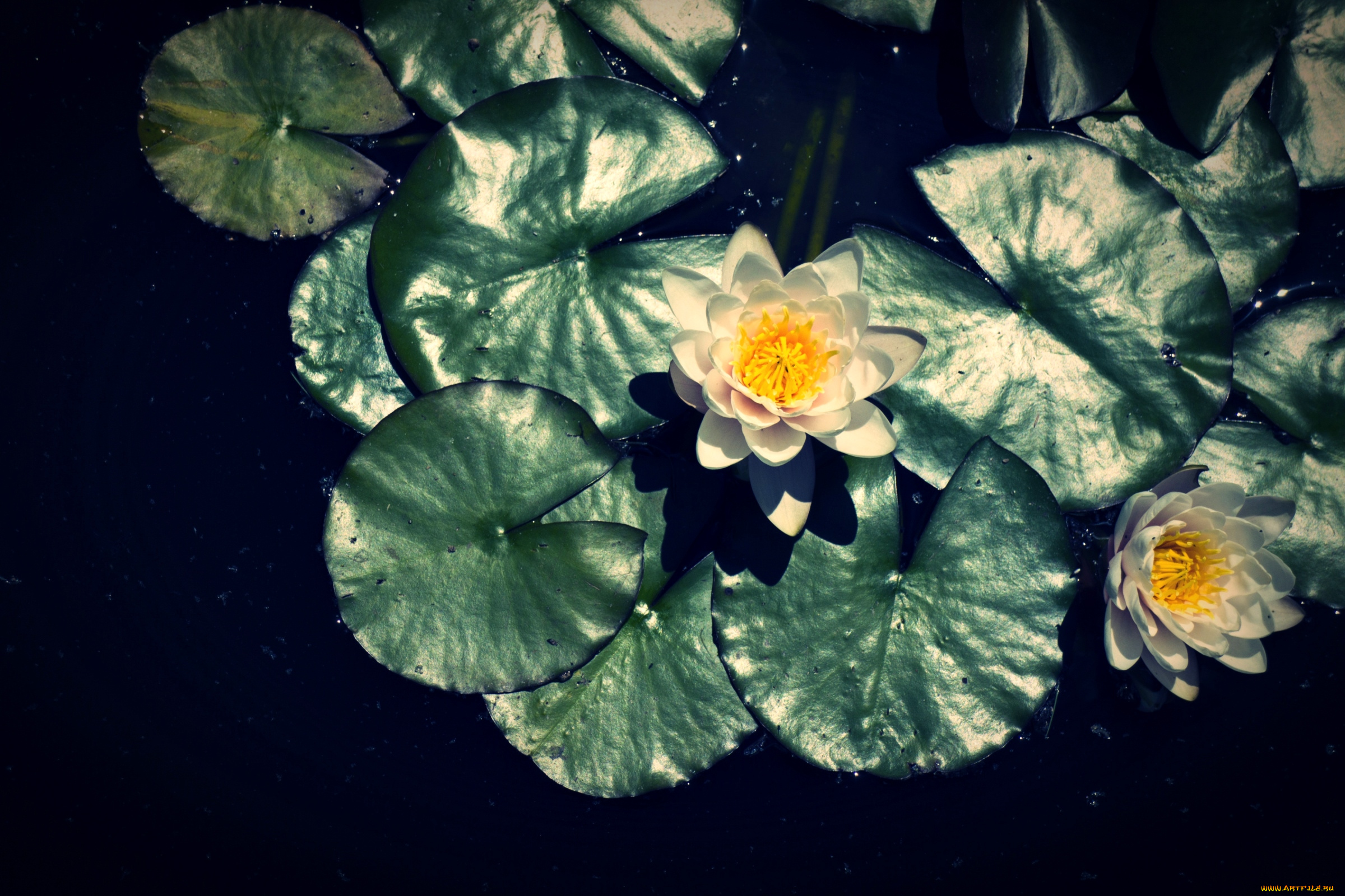 цветы, лилии, водяные, нимфеи, кувшинки, вода, листья, белый