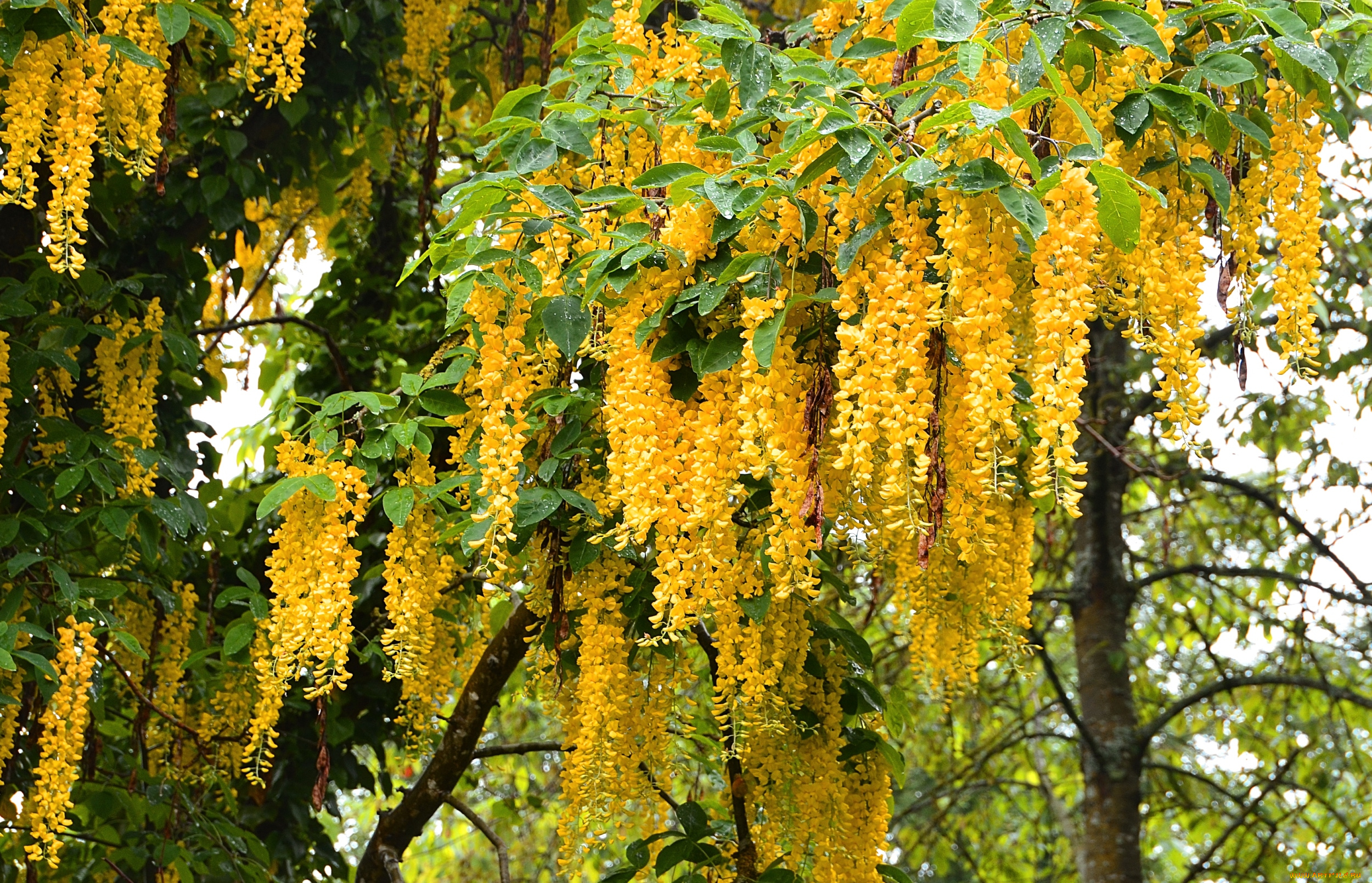 цветы, глициния, гроздья, желтый