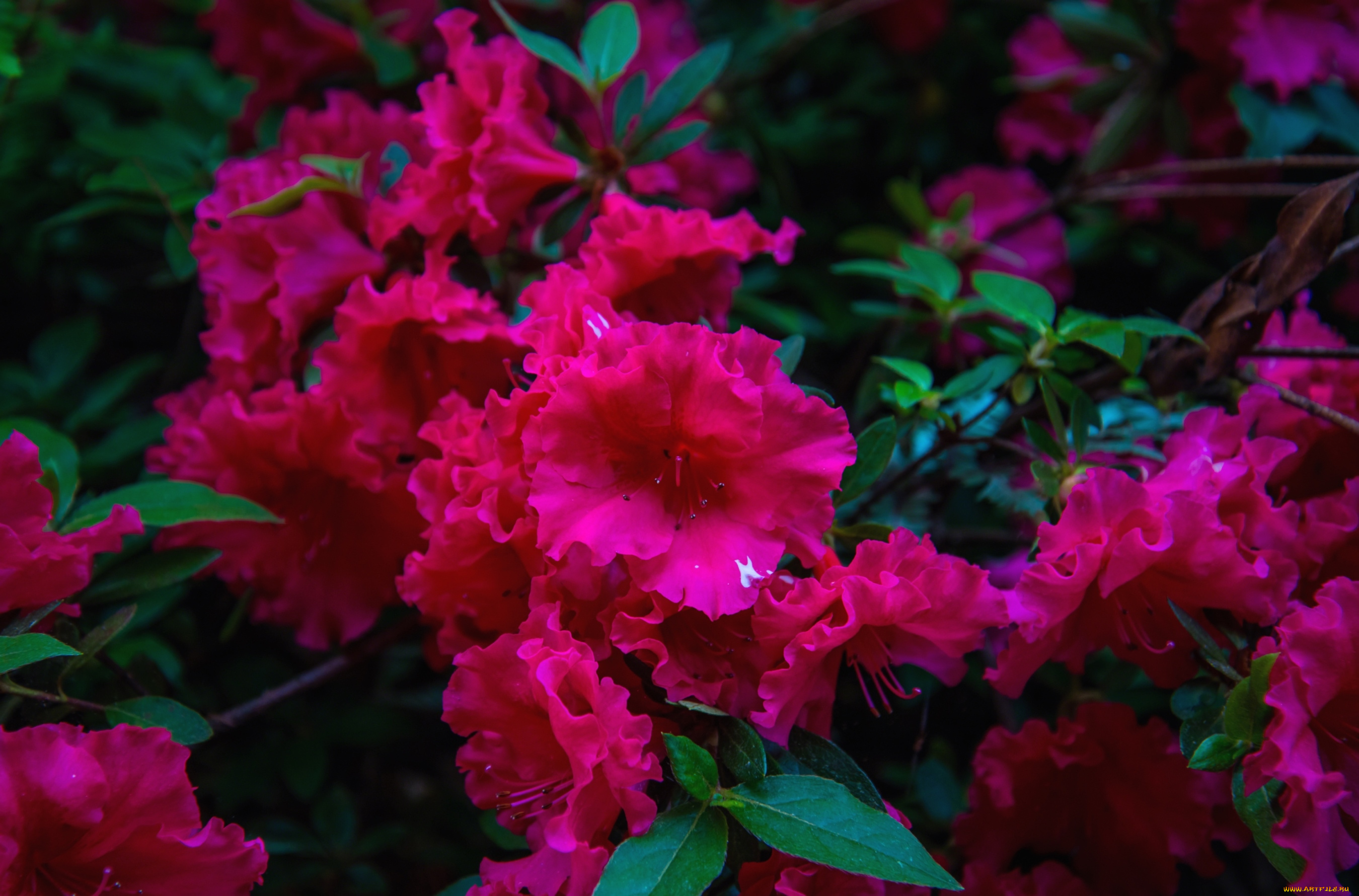цветы, рододендроны, азалии, малиновый