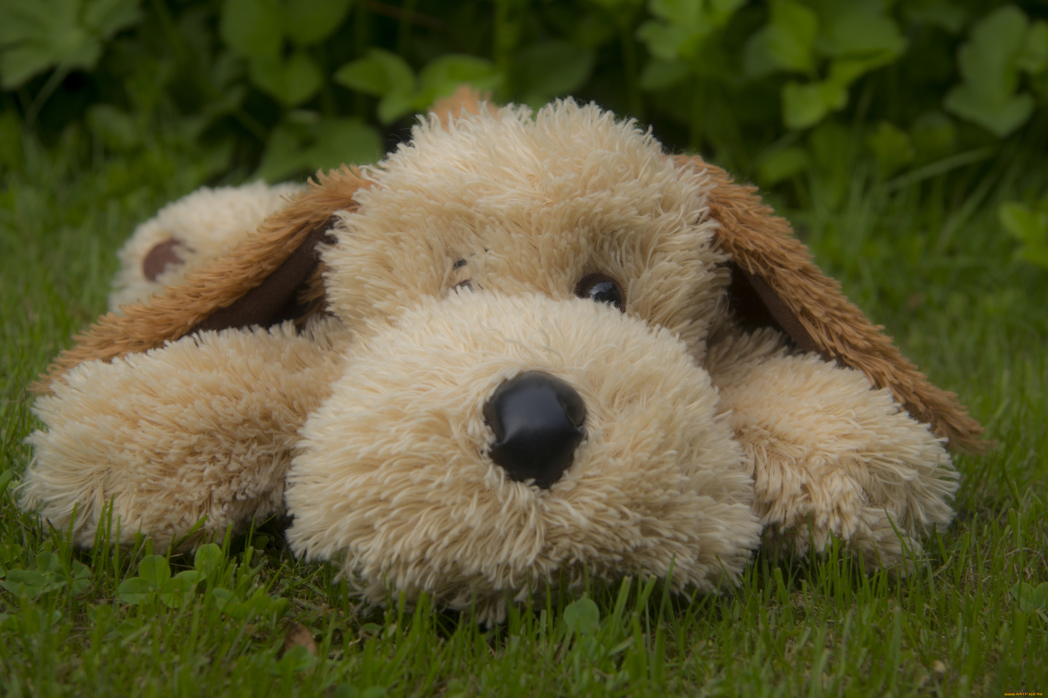 разное, игрушки, собака