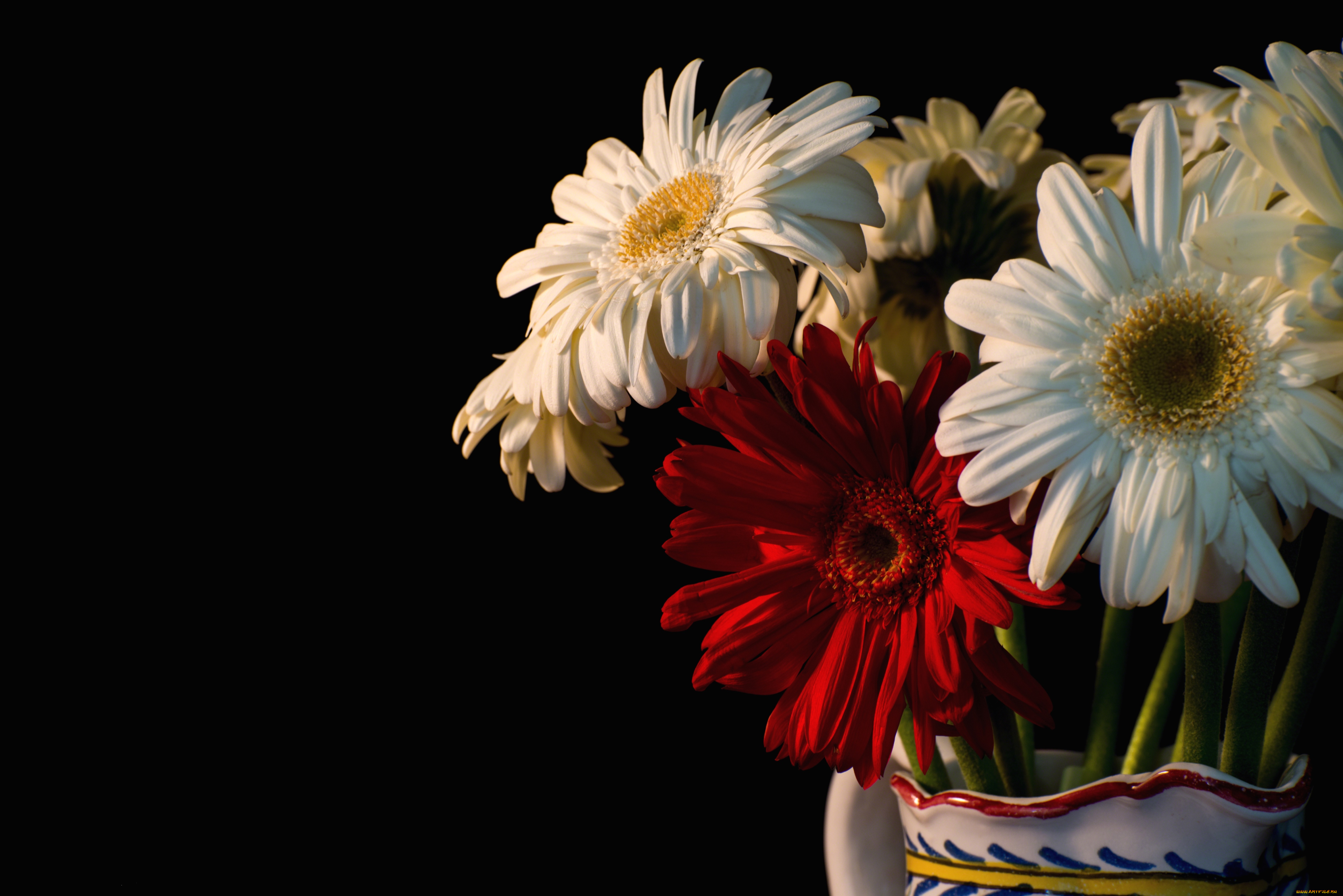 цветы, герберы, белый, красный