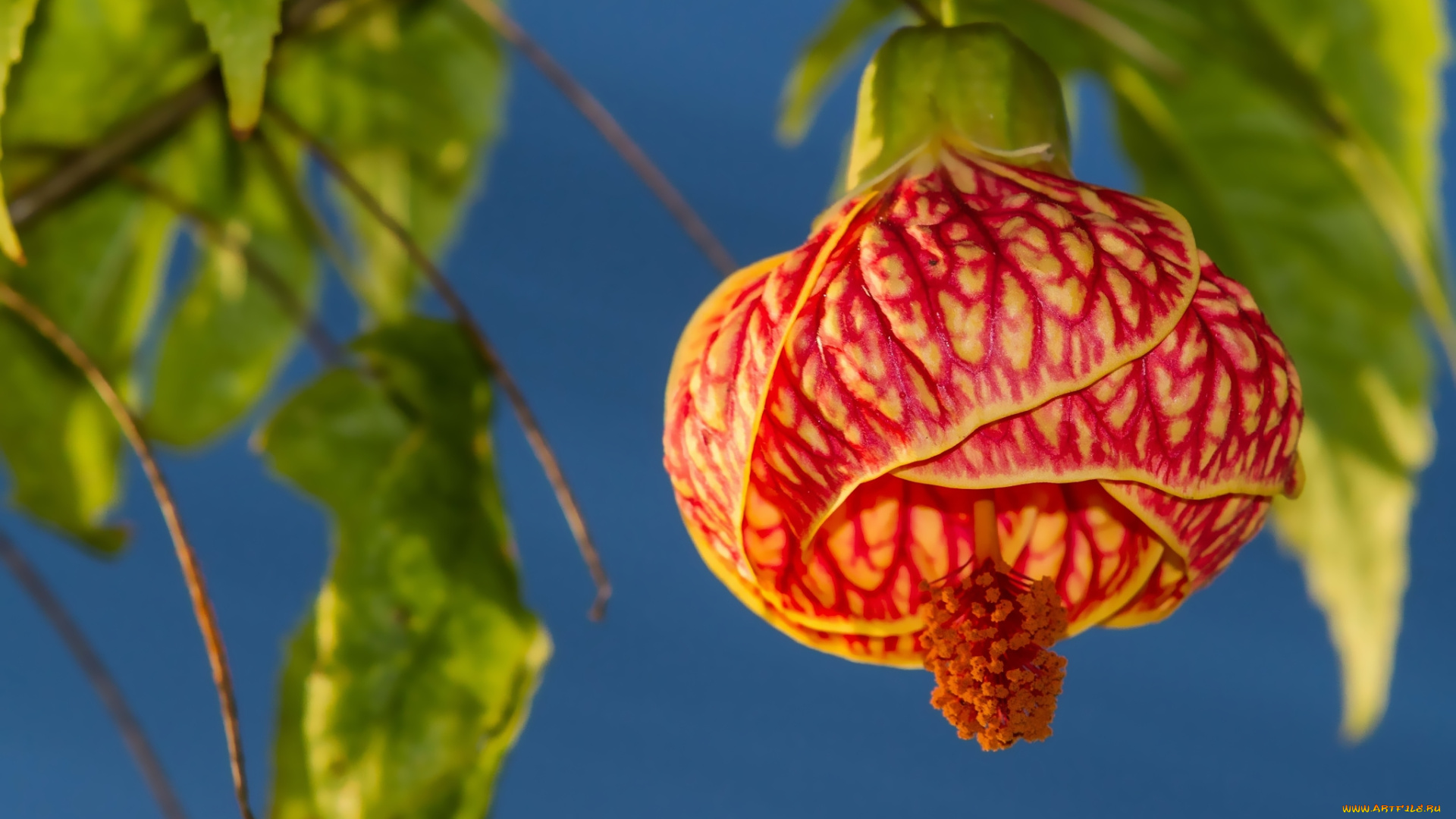 цветы, абутилоны, макро