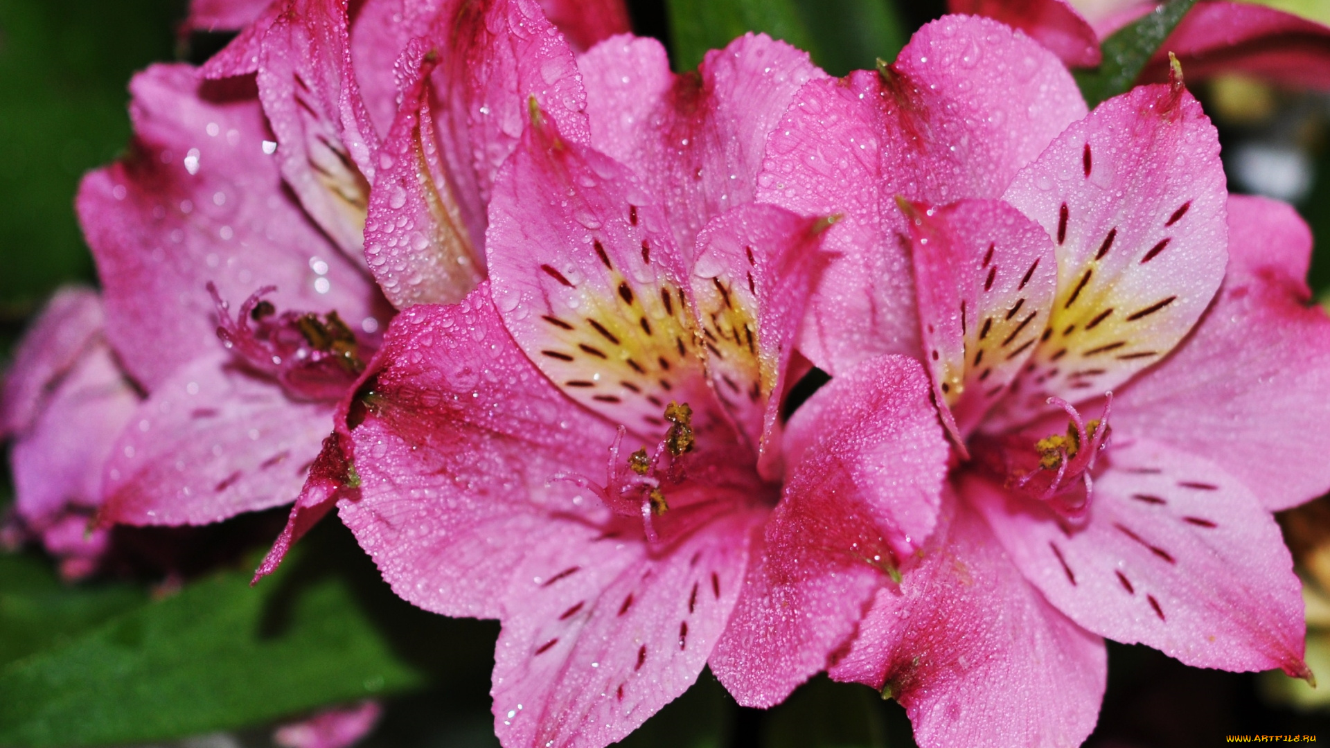 цветы, альстромерия, макро