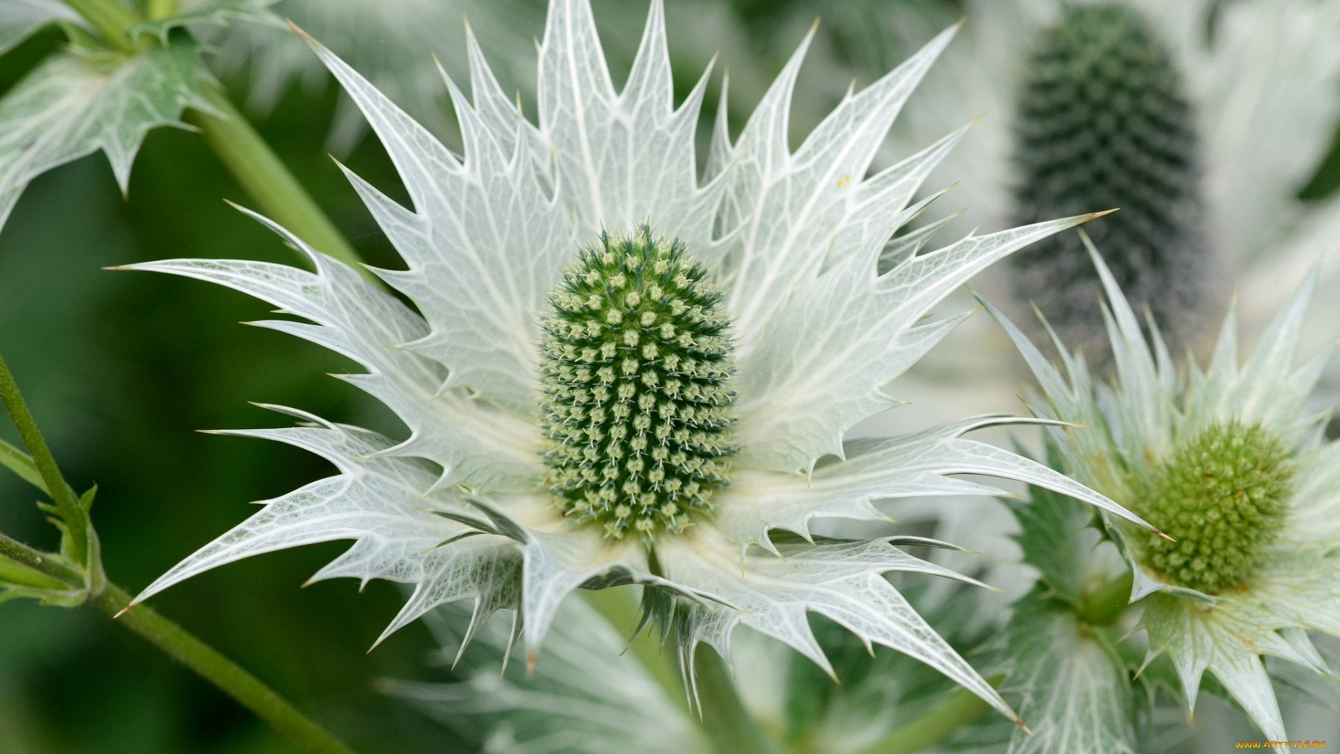 цветы, Чертополох, , репейник, макро
