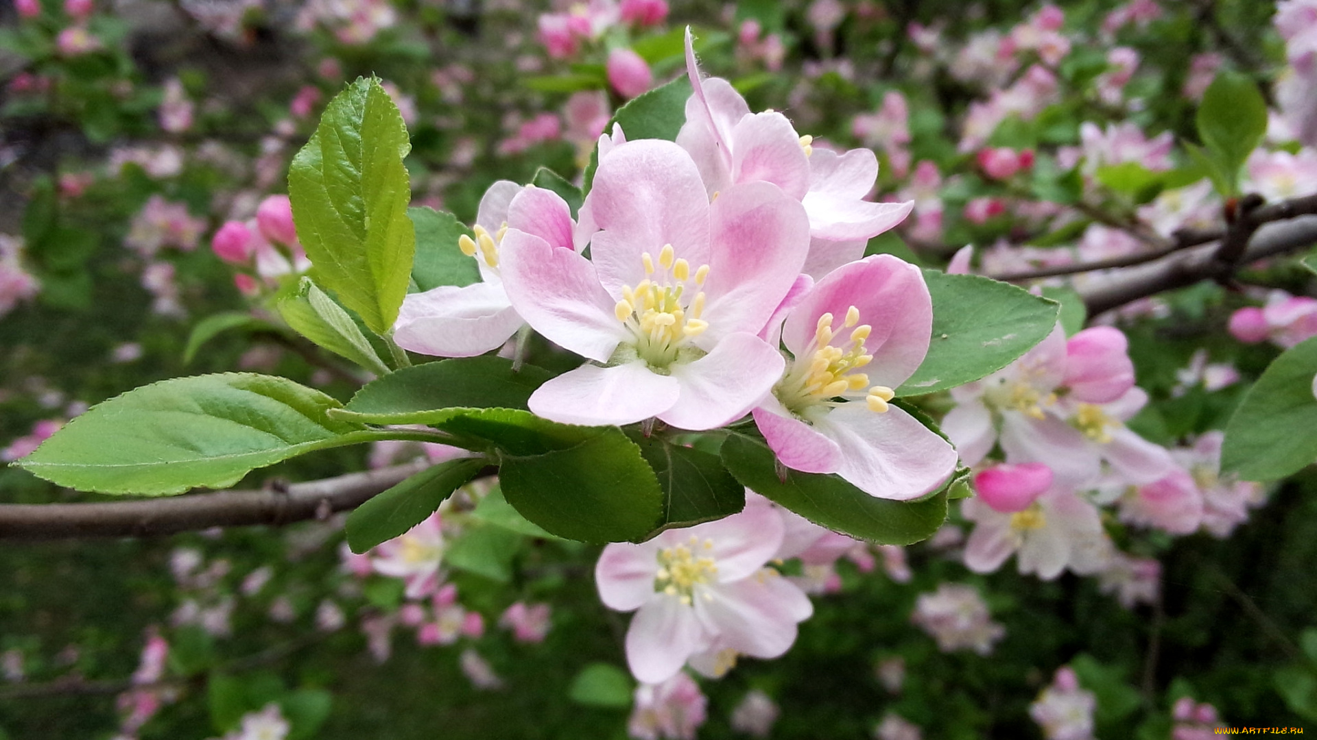 цветы, цветущие, деревья, , , кустарники, яблоня