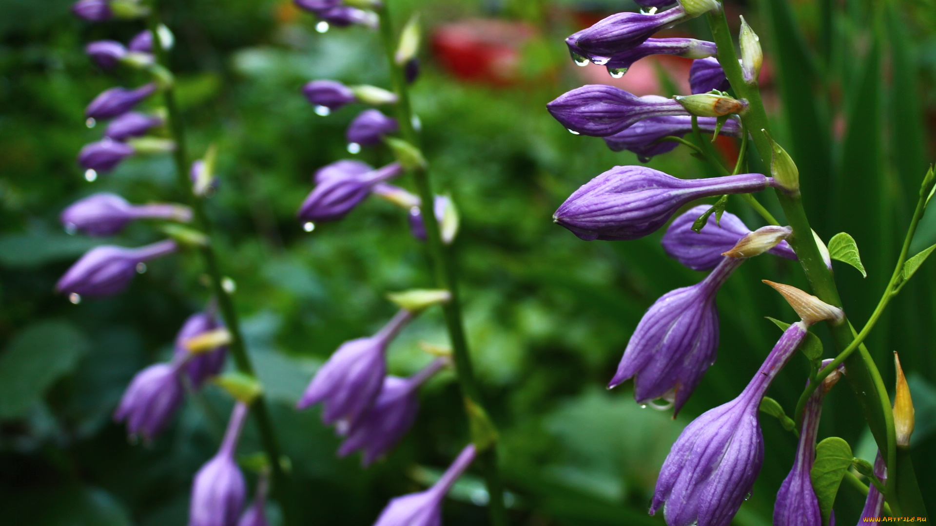 цветы, хоста, бутоны