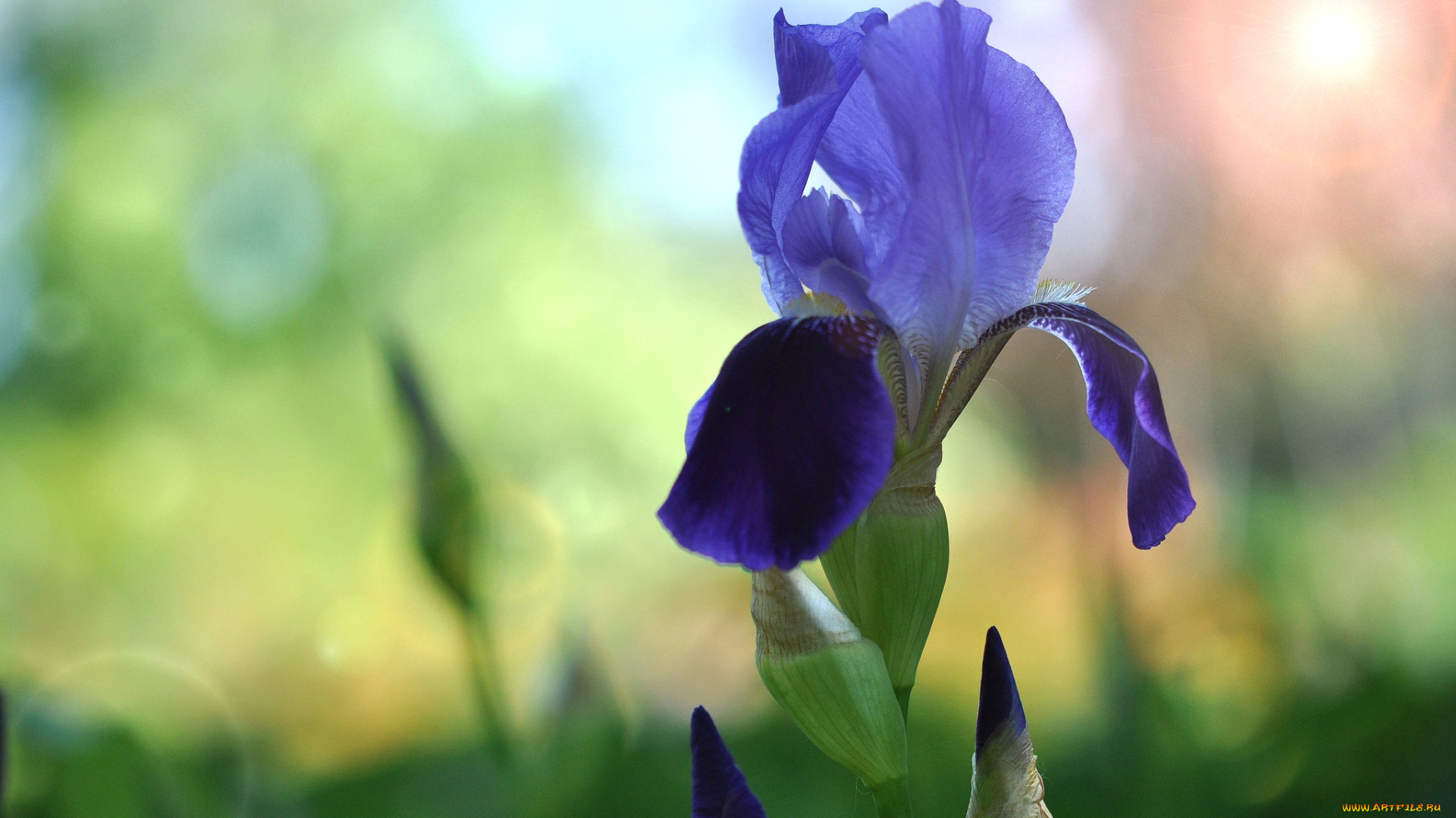 цветы, ирисы, касатик