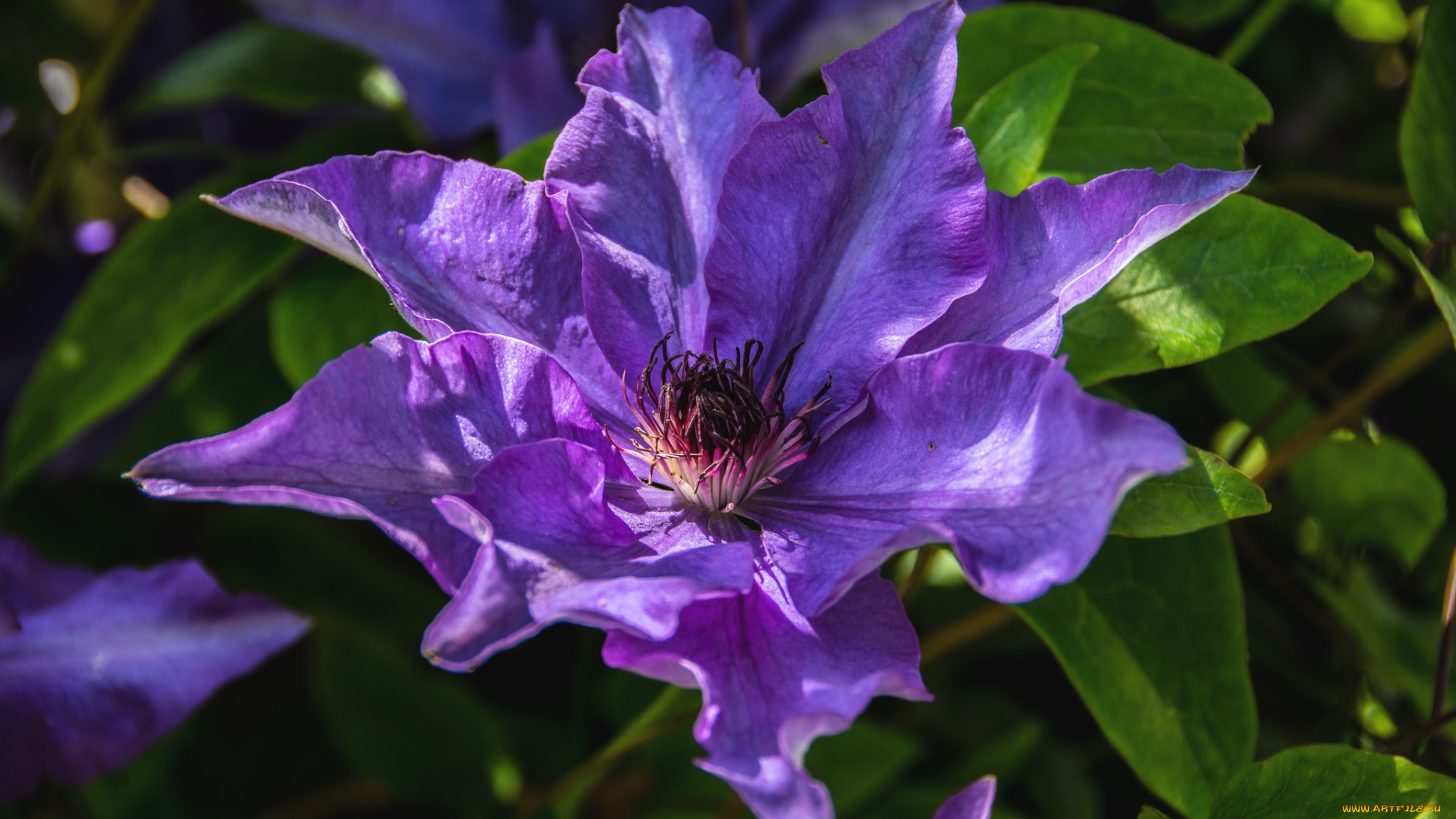 цветы, клематис, , ломонос, фиолет