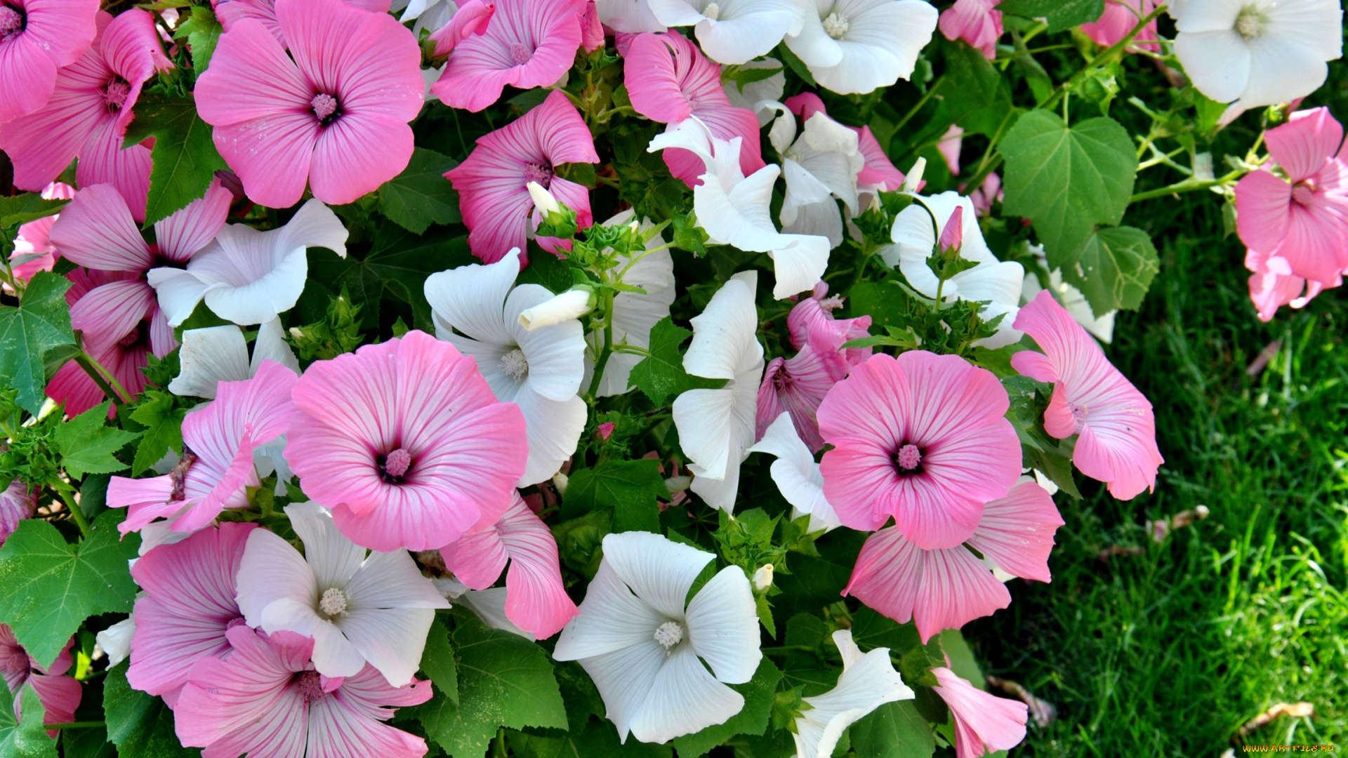 цветы, лаватера, много