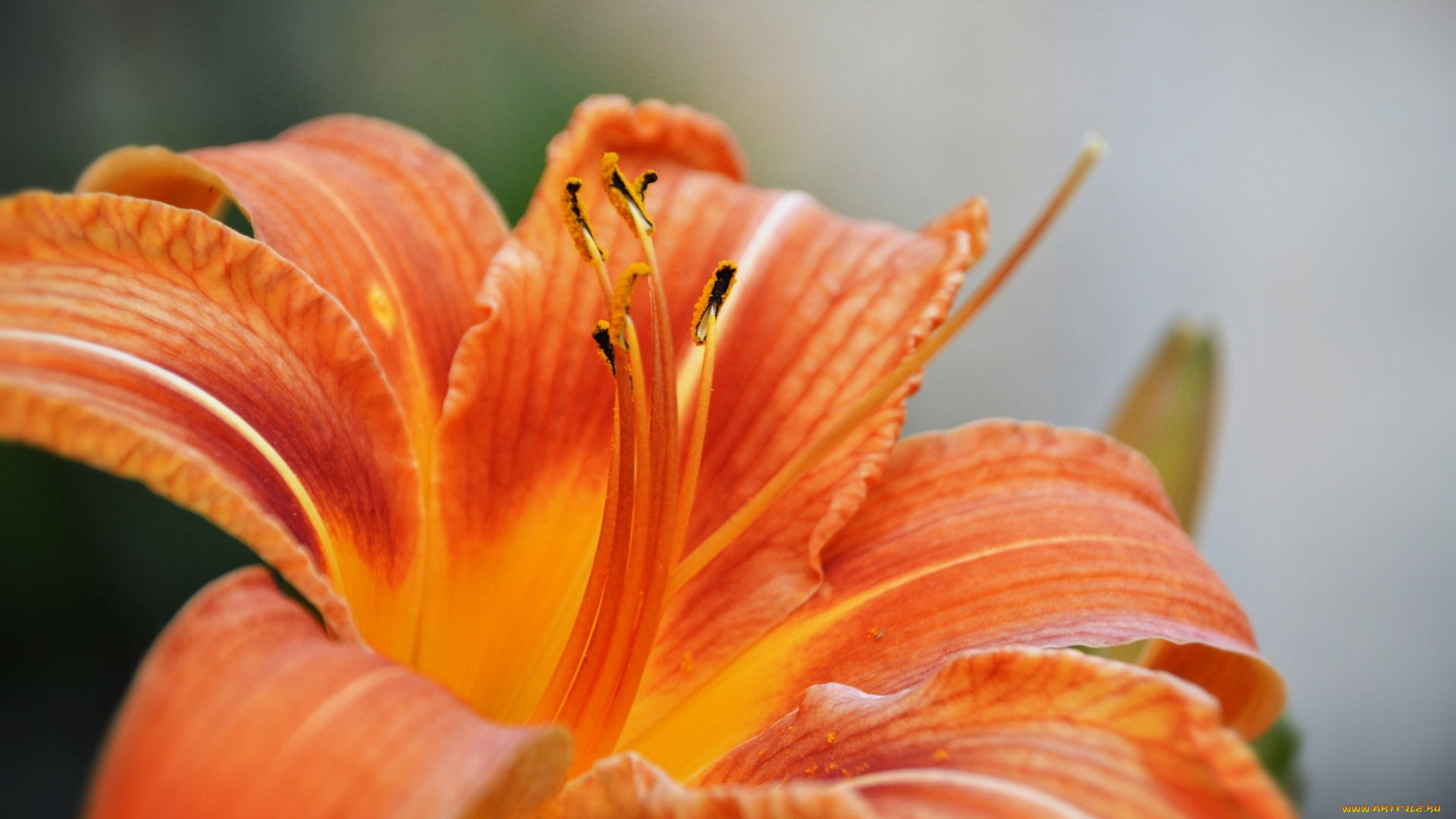 цветы, лилии, , лилейники, оранжевый, лепестки