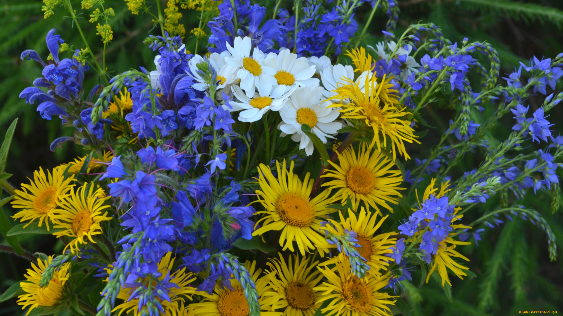 цветы, луговые, , полевые, , цветы, девясил, васильки, ромашки