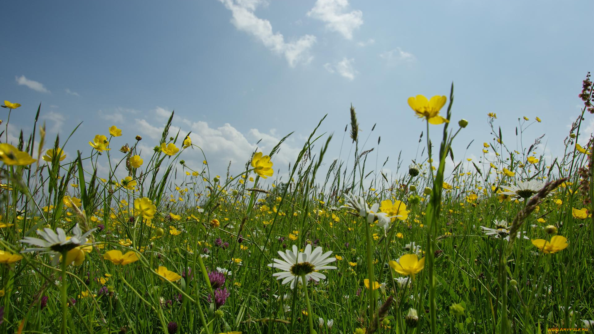 цветы, луговые, , полевые, , цветы, небо, облака