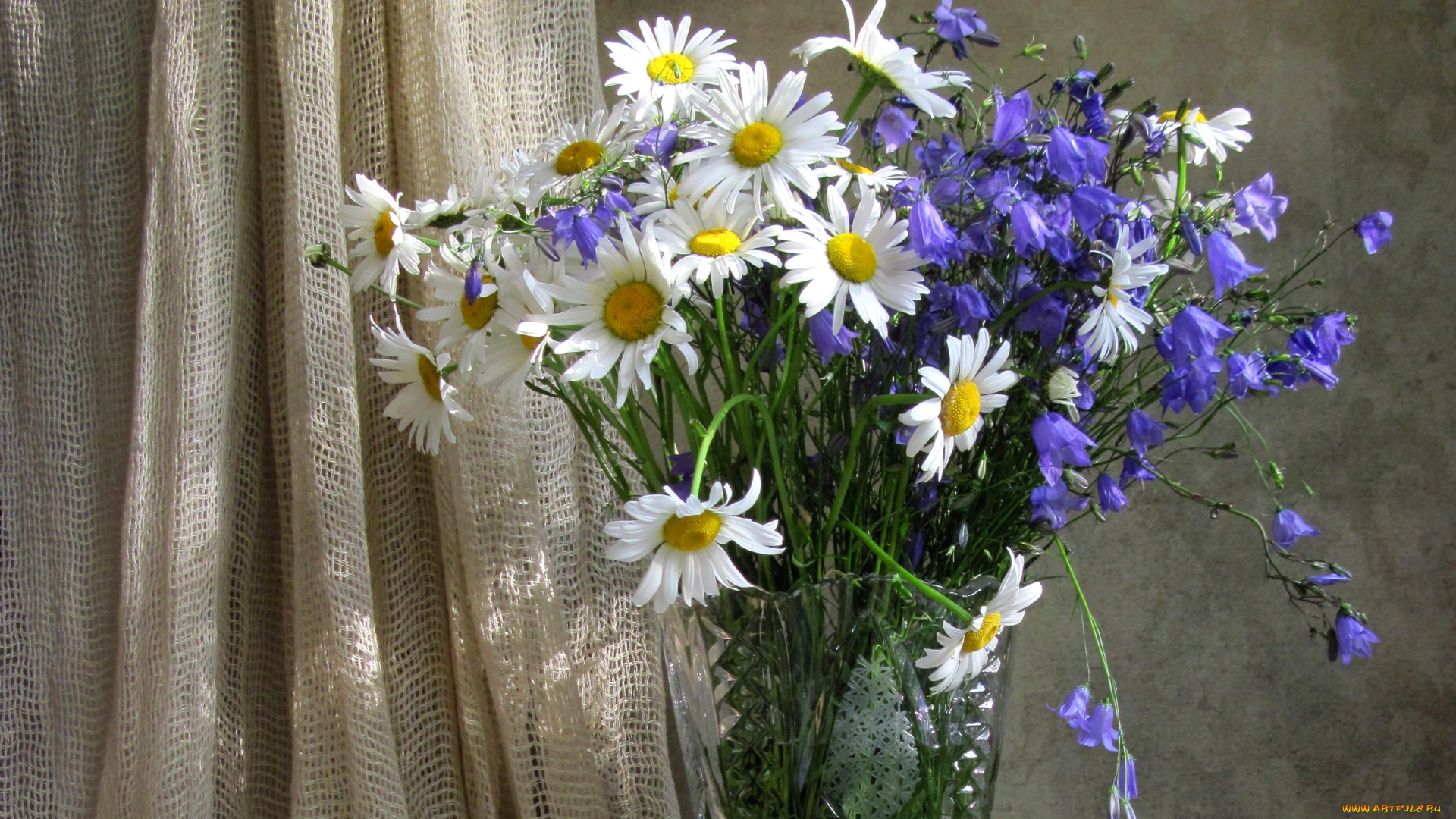 цветы, луговые, , полевые, , цветы, ромашки, колокольчики