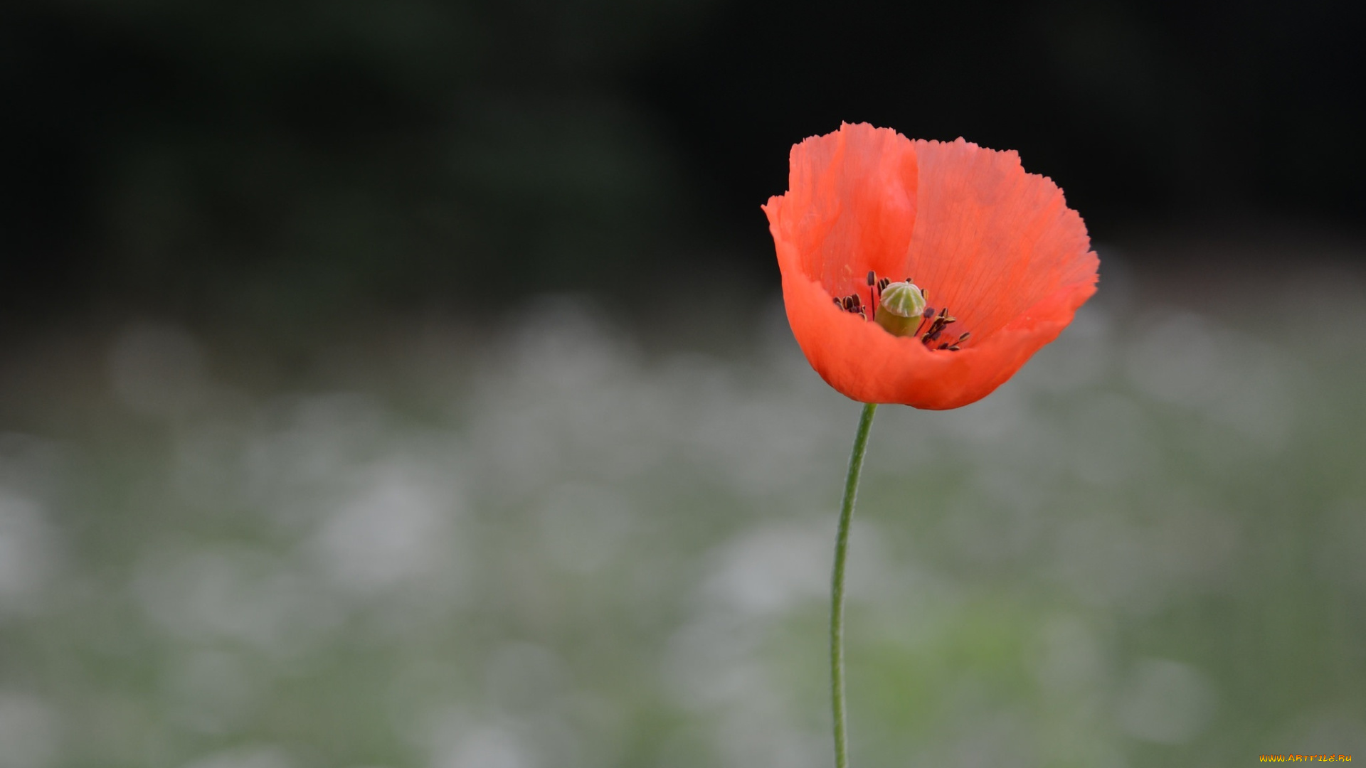 цветы, маки, одинокий, макро